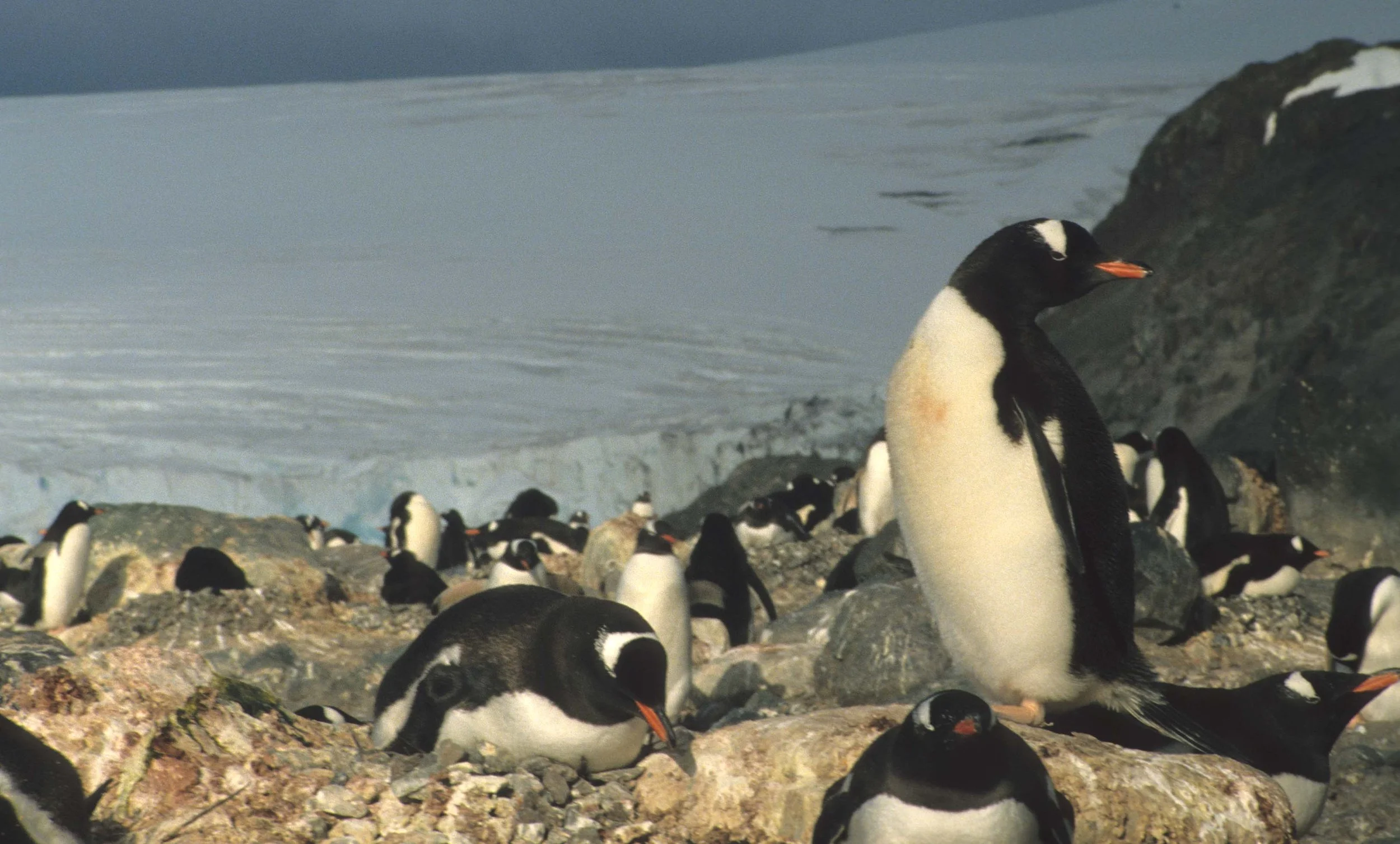 Gentoo Penguin (Pygoscelis papua) Danco Island Antarctic Peninsula (18).jpg