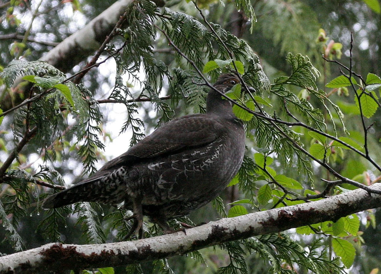 GROUSE - SOOTY (BLUE) GROUSE - Dendragapus fuliginosus - DUNCAN CEDAR TREE ROAD - HOH RIVER VALLEY WA  (6).JPG