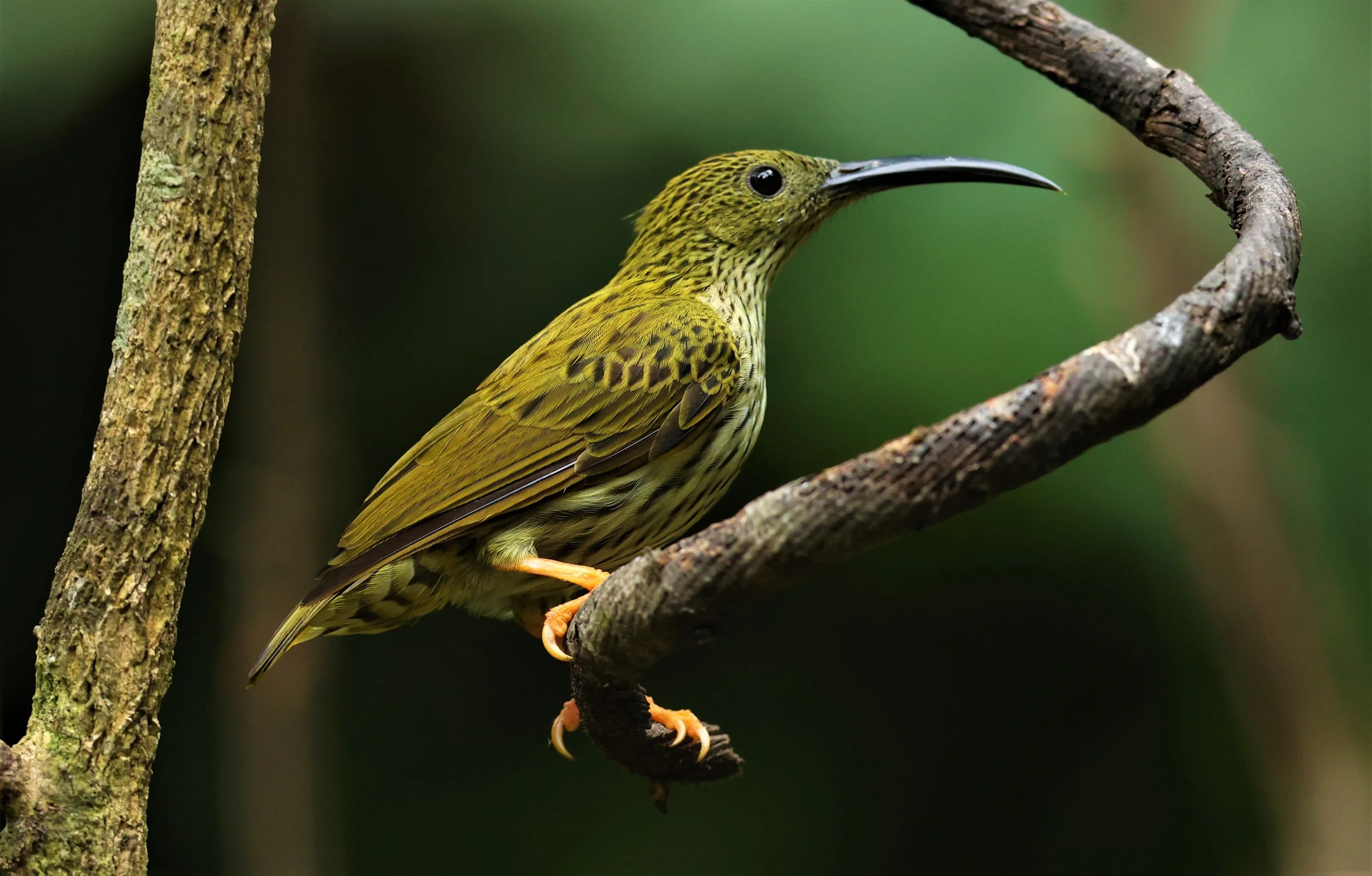 SPIDERHUNTER - STREAKED SPIDERHUNTER - Arachnothera magma - DOI INTHANON NP CHIANG MAI, DEC 2021 (10).JPG