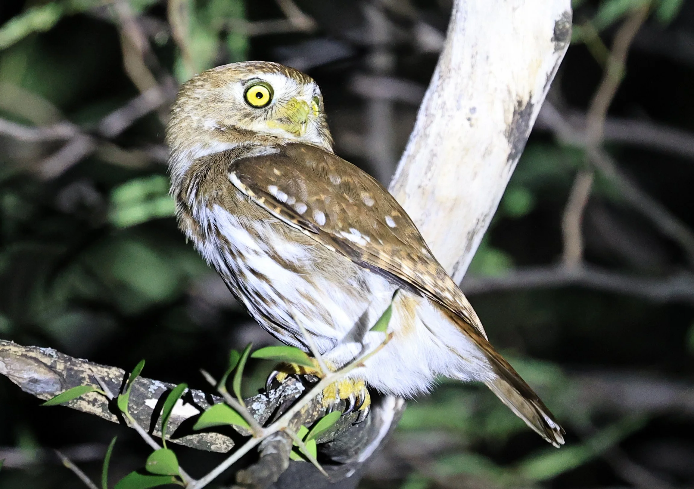 Ferruginous Pygmy-Owl (Glaucidium brasilianum) Reserva Nueland  Selva Serena (50).jpg
