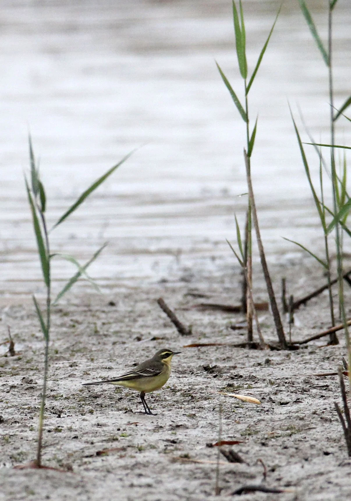 YELLOW WAGTAIL - CHONGMING ISLAND DONGTAN WETLAND RESERVE CHINA (1).JPG
