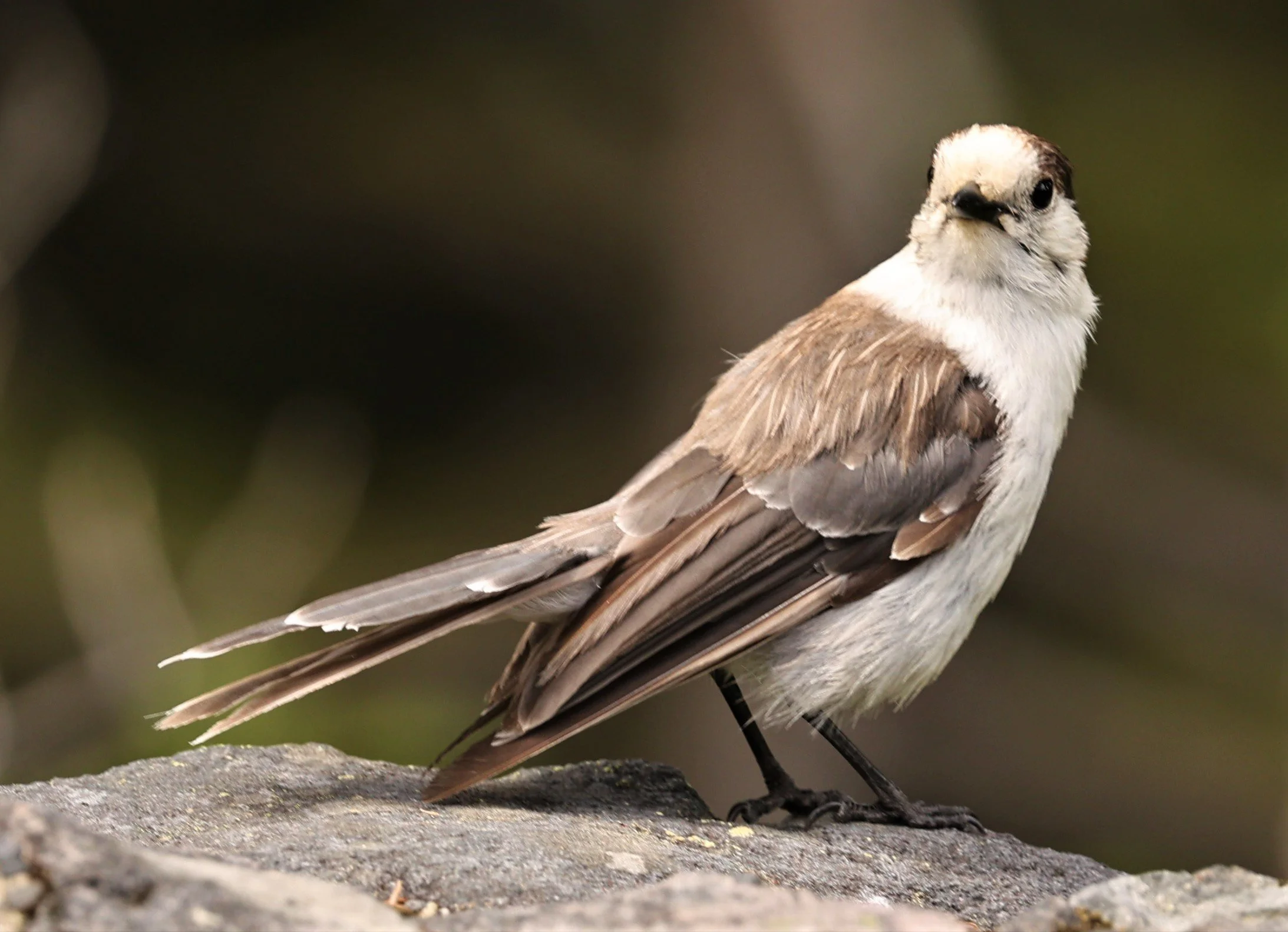 Perisoreus canadensis - GRAY JAY - MOUNT RAINIER NATIONAL PARK WASHINGTON (3).jpg