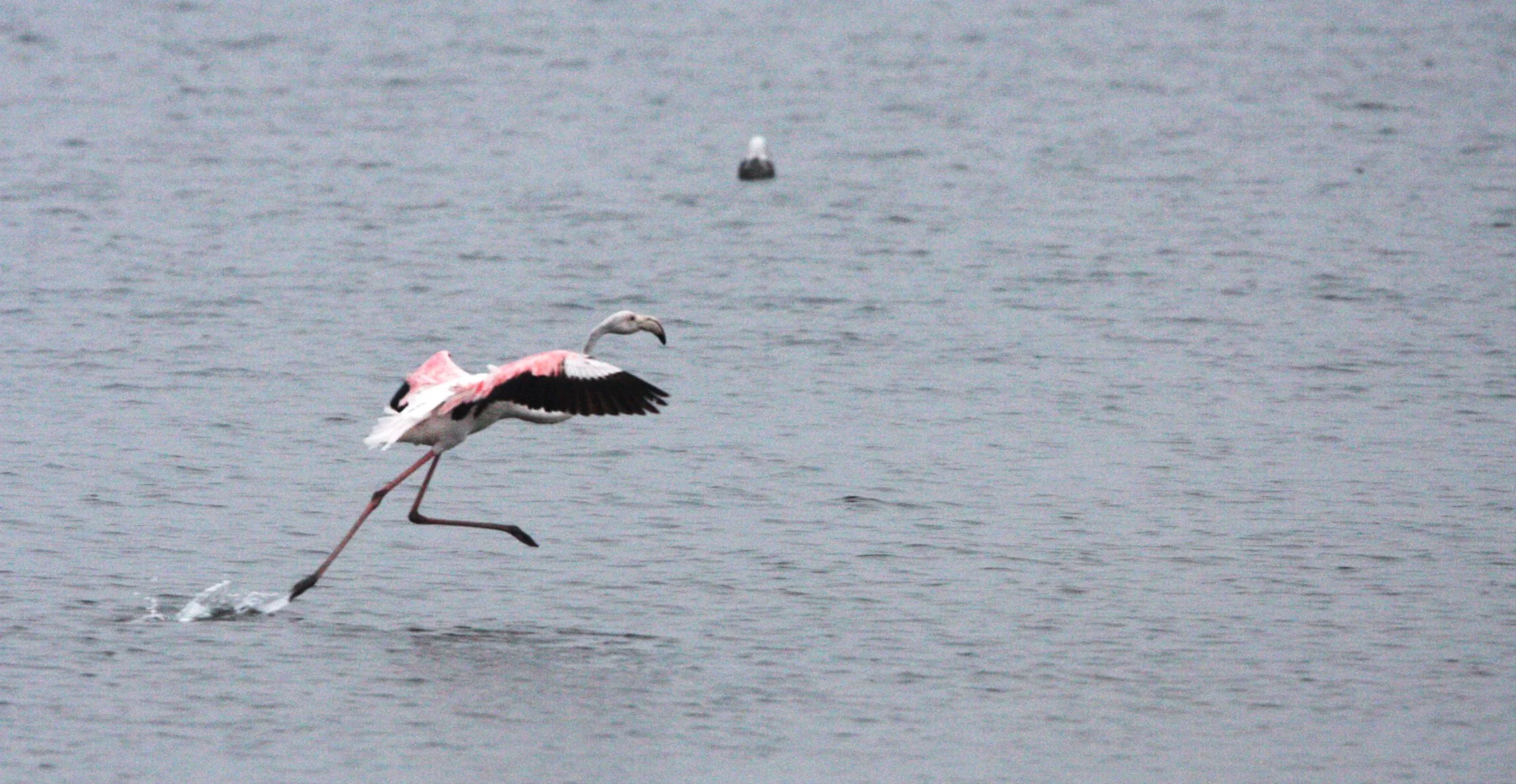 Phoenicopterus roseus - Greater Flamingo - Walvis Bay Namibia (1).JPG
