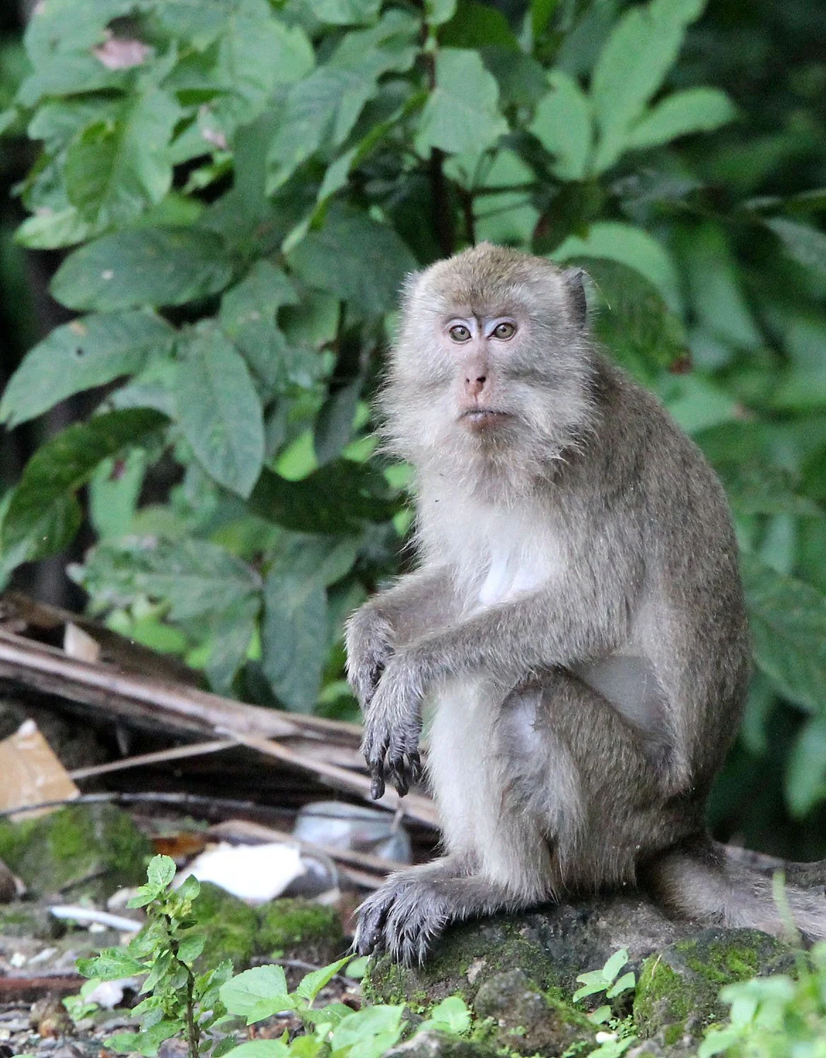 CERCOPITHECIDAE - Macaca fascicularis - LONG-TAILED MACAQUE - UJUNG KULON NATIONAL PARK JAVA BARAT INDONESIA (22).JPG