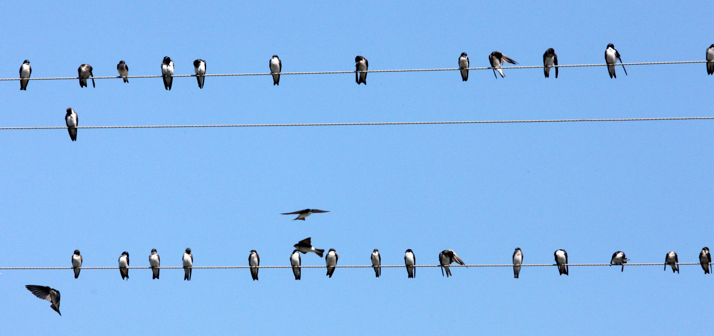 Tree Swallow (Tachycineta bicolor) Kern NWR California (3).JPG