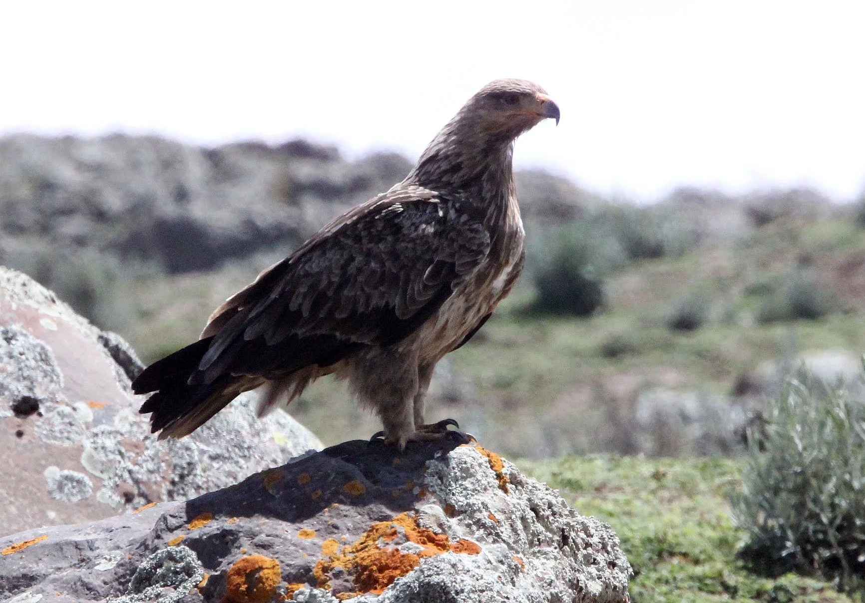 Aquila rapax - TAWNY EAGLE - BALE MOUNTAINS NATIONAL PARK ETHIOPIA (35).JPG