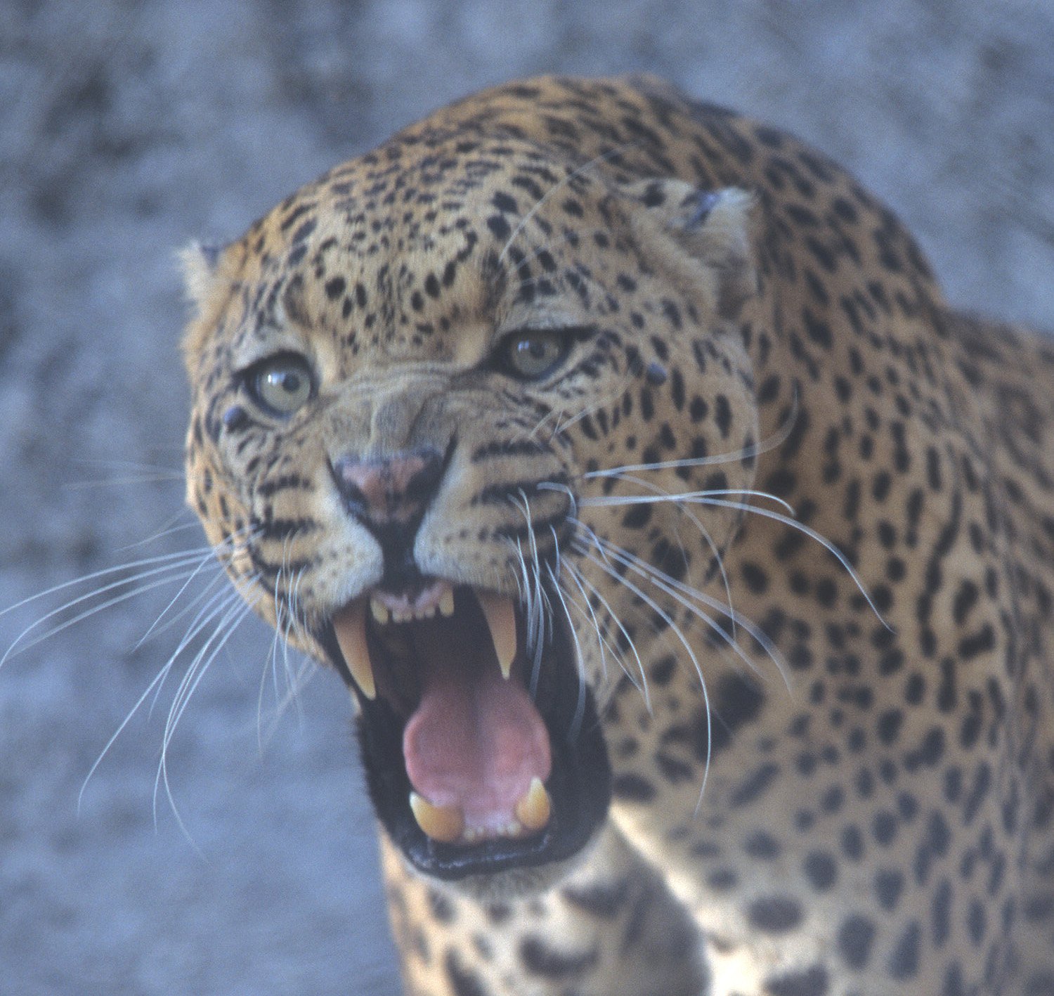 FELID - LEOPARD - ZIMBABWE (13).jpg