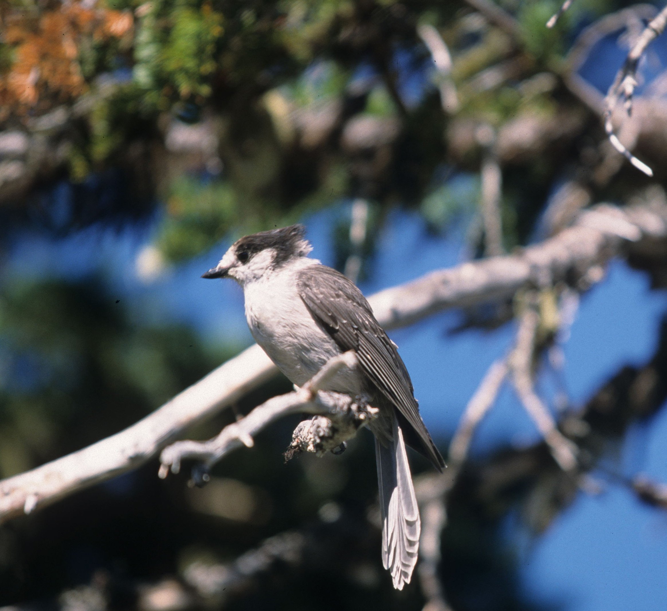 BIRD - JAY - GRAY - RIDGE ROAD A.jpg