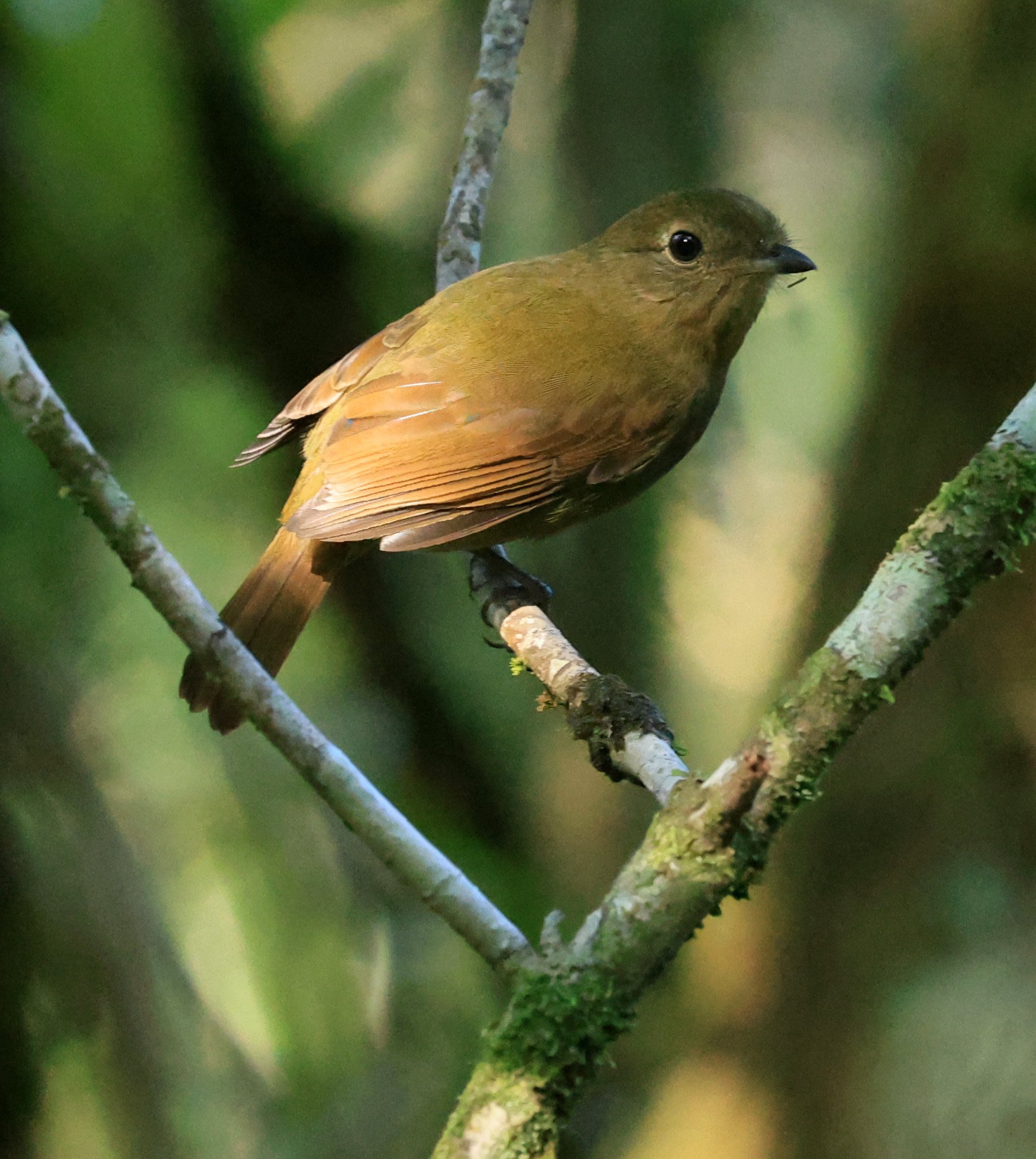 Greenish Schiffornis (Schiffornis virescens) Superagui National Park, Brazil (4).jpg