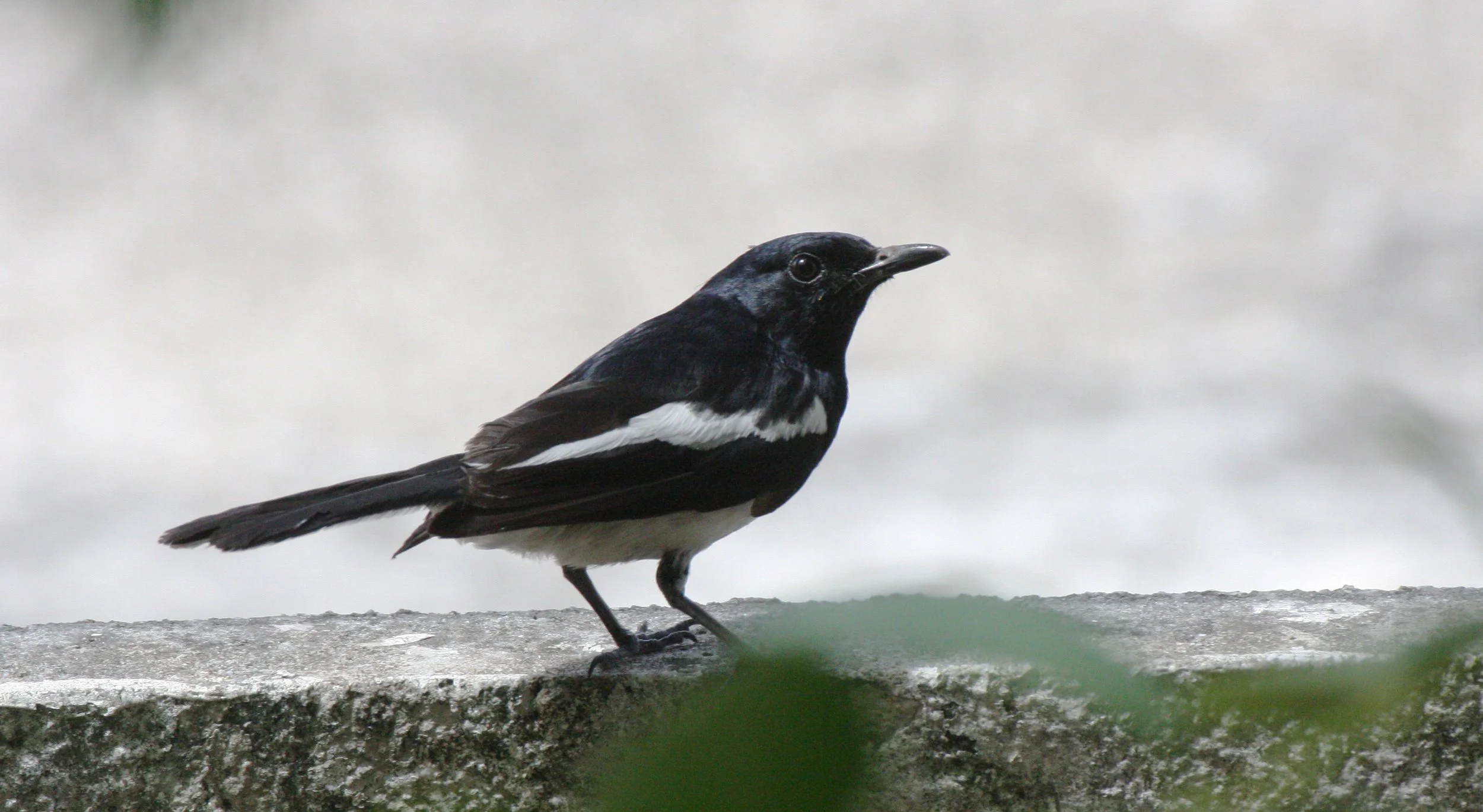 ROBIN - ORIENTAL MAGPIE ROBIN - Copsychus saularis - COPSYCHUS SAULARIS - NST THAILAND (6).JPG