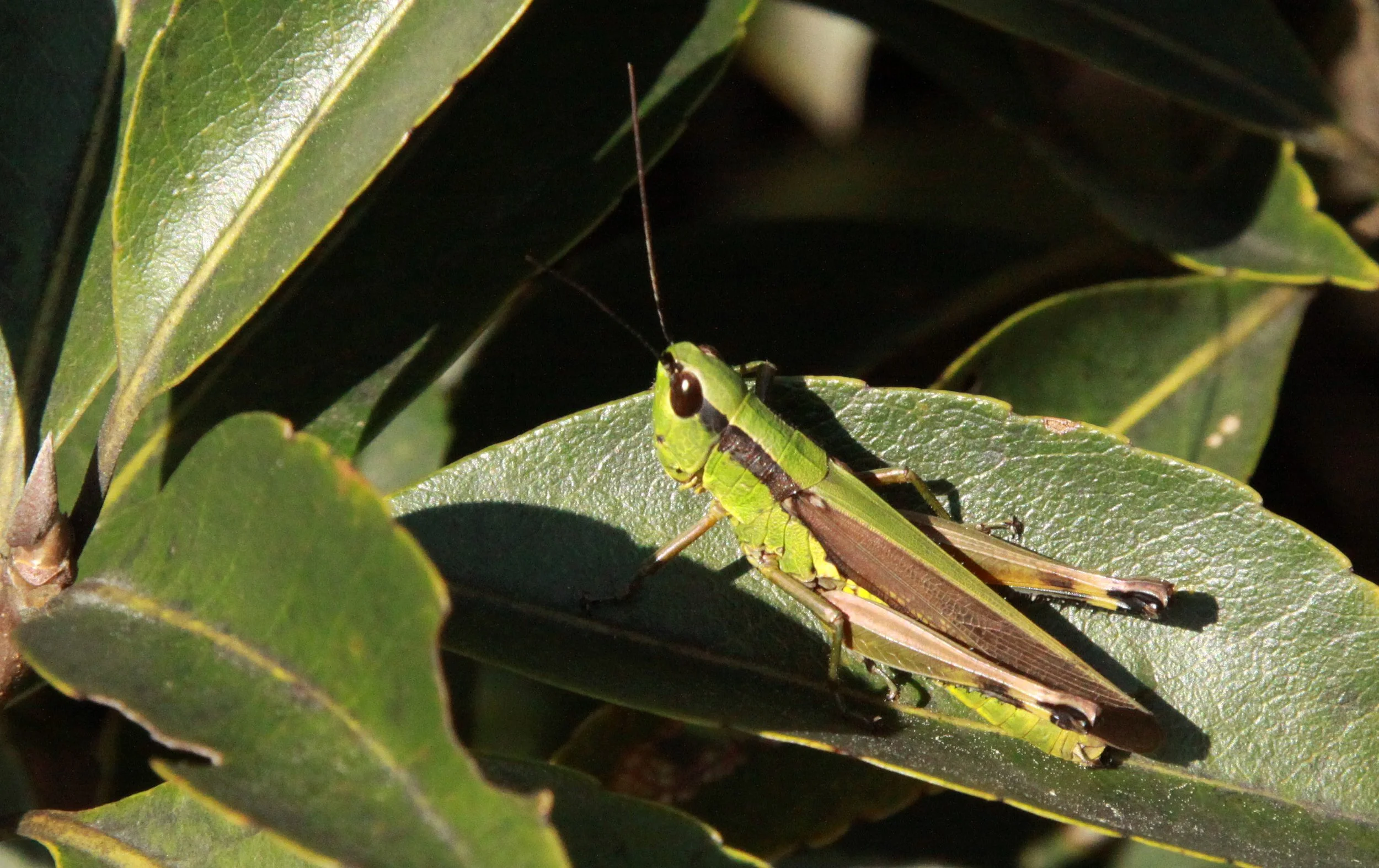 Acrididae species 28 - Meishuashan China 