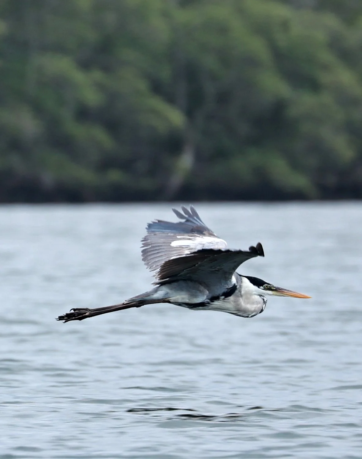 Cocoi Heron (Ardea cocoi) Superagüi National Park