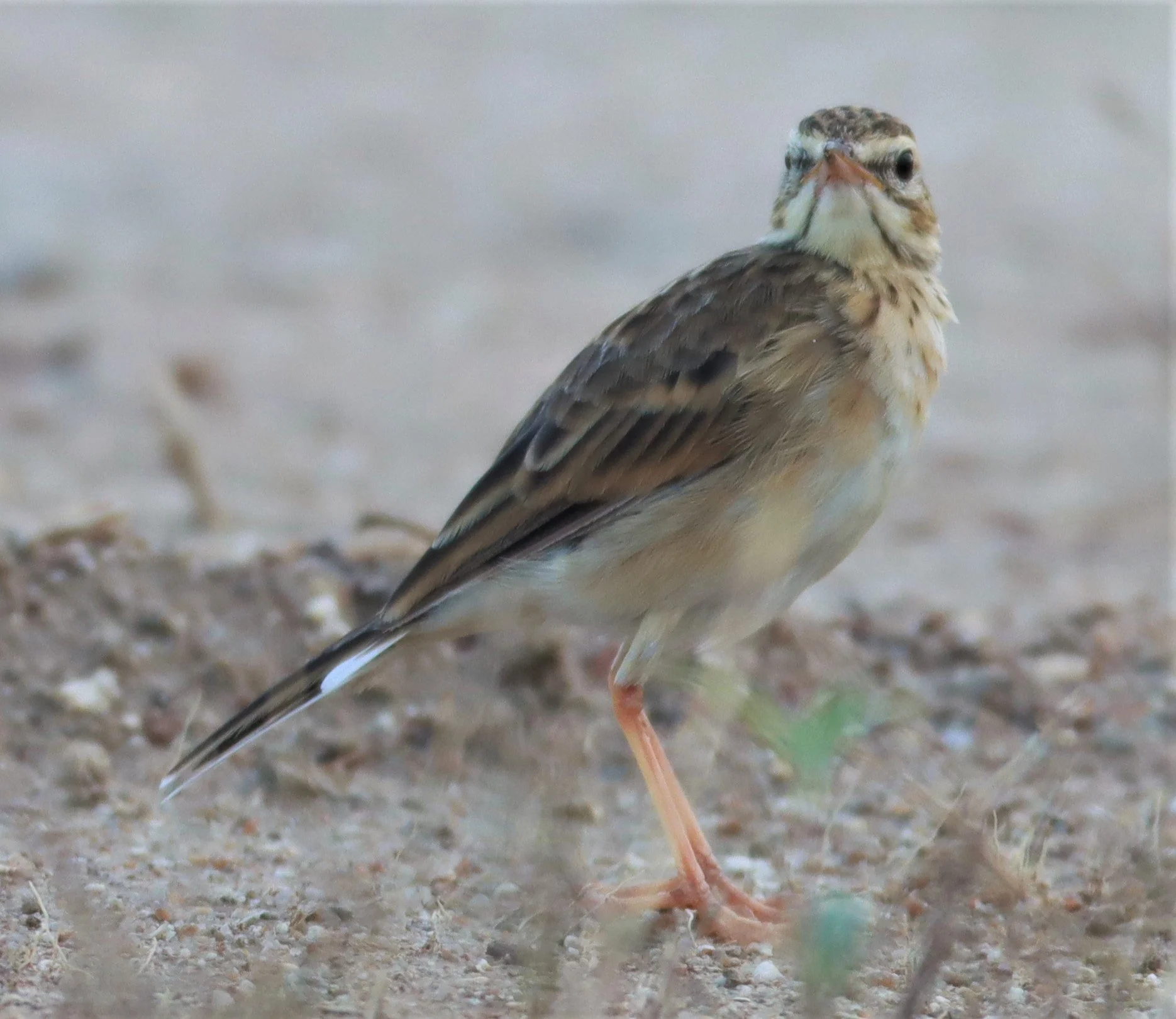 Paddyfield Pipit (Anthus rufulus) PRACHUAP KHIRI KHAN AREA (5).jpg