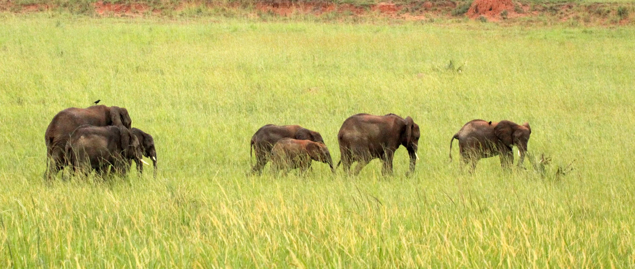 ELEPHANT - MURCHISON FALLS NP UGANDA.JPG