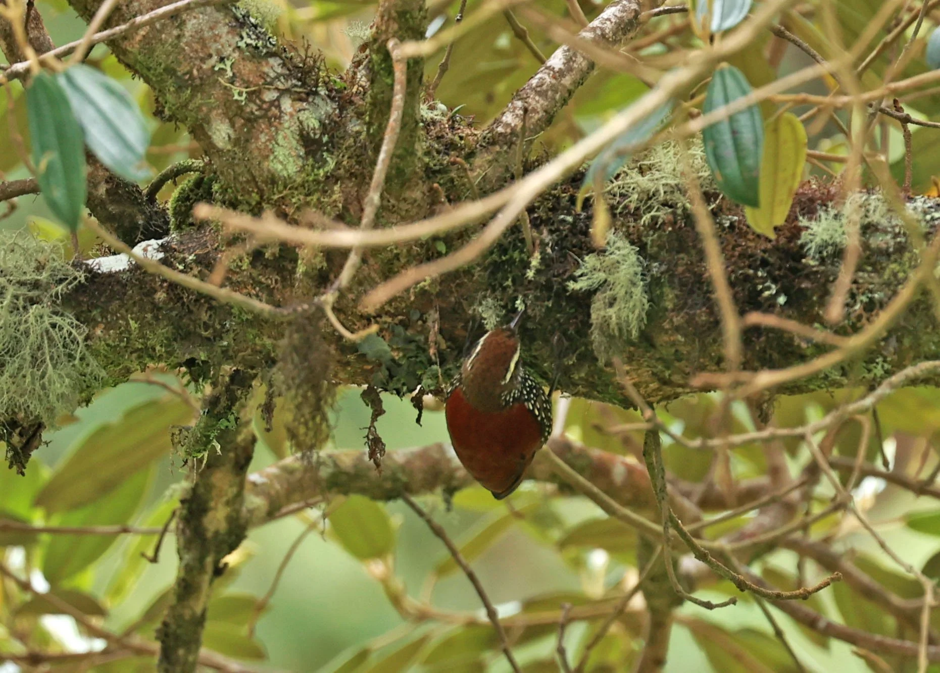 Treerunner - Pearled Treerunner - Margarornis squamiger - Termas Papallacta, Napo near Cayambe Coca National Park (1).jpg