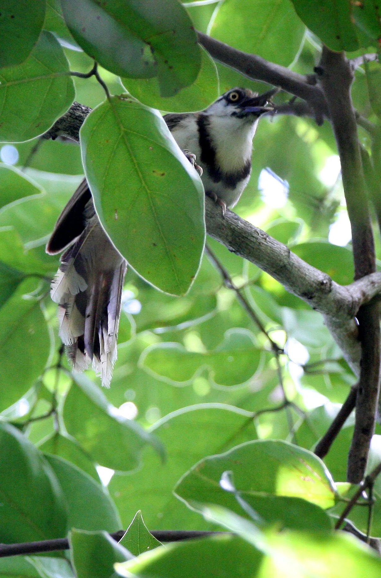 LAUGHINGTHRUSH - LESSER NECKLACED LAUGHINGTHRUSH - Garrulax monileger - HUAI KHA KHAENG NWS THAILAND (2).JPG