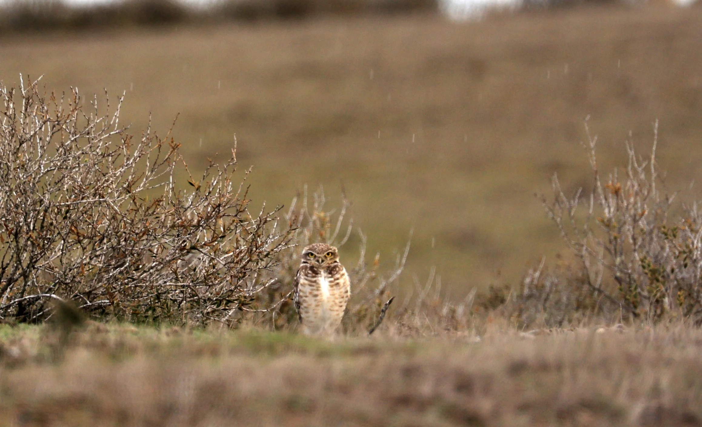 Burrowing Owl (Athene cunicularia) Valdes Peninsula, Chubut Province, Argentina Day 2 (1).jpg