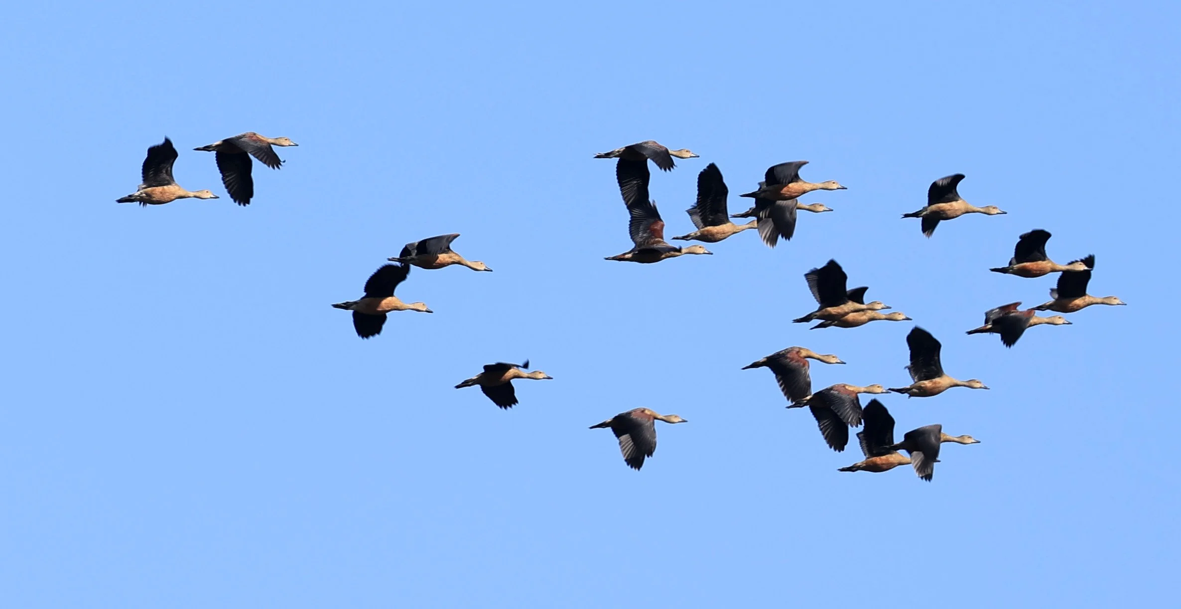 Lesser Whistling-Duck (Dendrocygna javanica) Nong Han Lake & Wetland - Sakon Nakhon Province  (7).jpg
