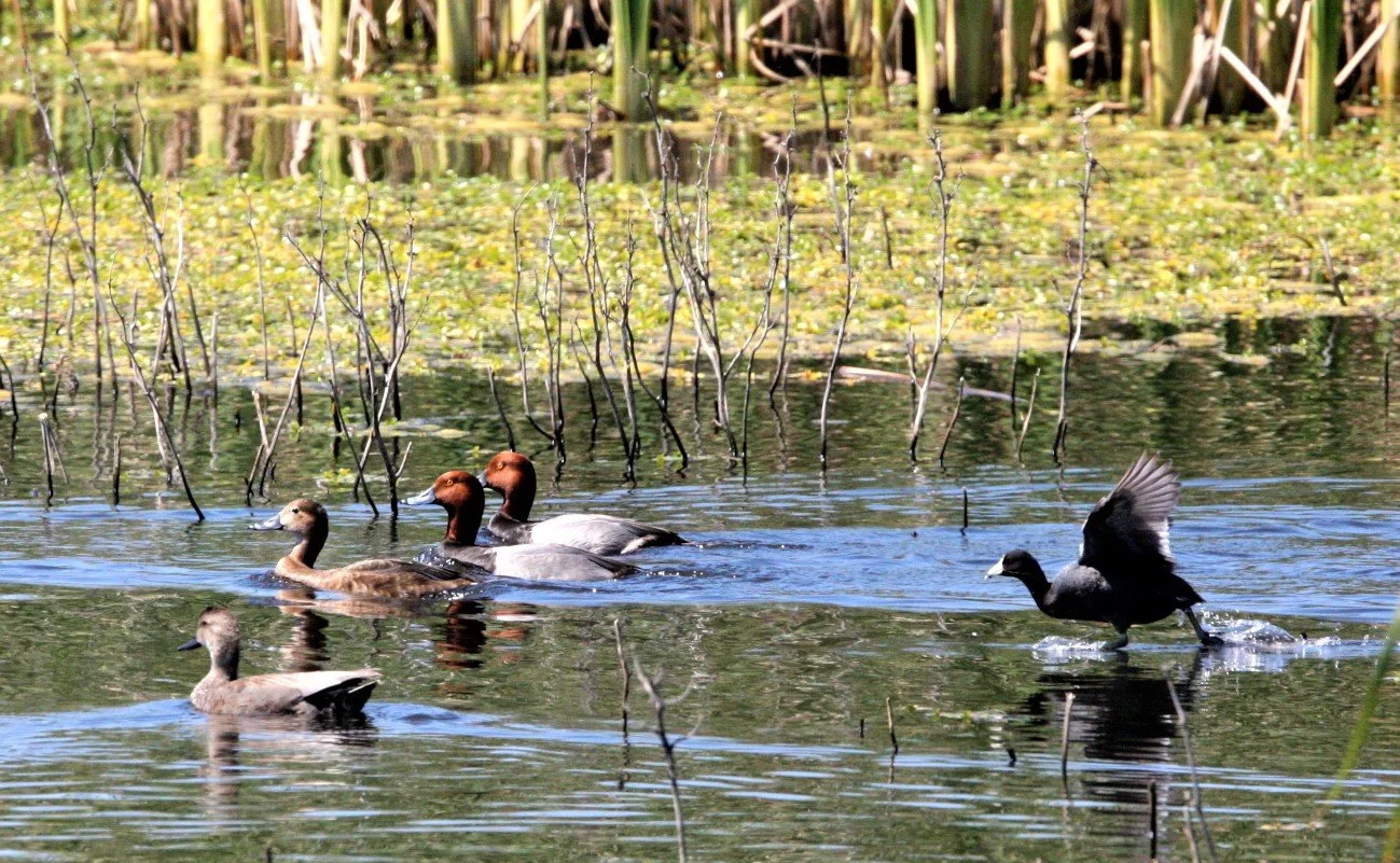 DUCK - REDHEAD - Aythya americana - KERN NATIONAL WILDLIFE REFUGE CALIFORNIA (6)a.jpg
