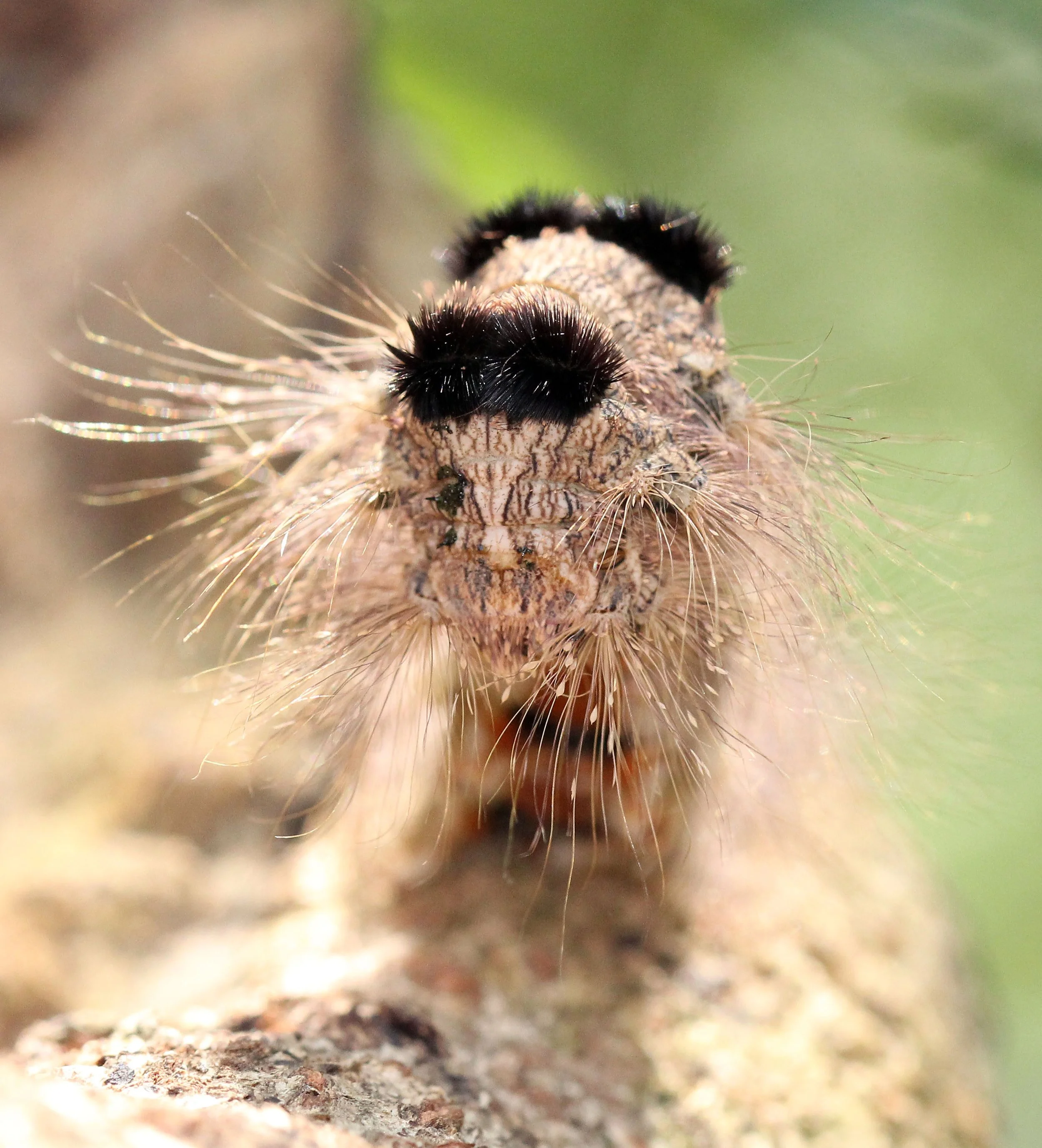 LEPIDOPTERA - Nephelium lappaceum - KOH LANTA THAILAND - SUMMER 2015 (67).JPG
