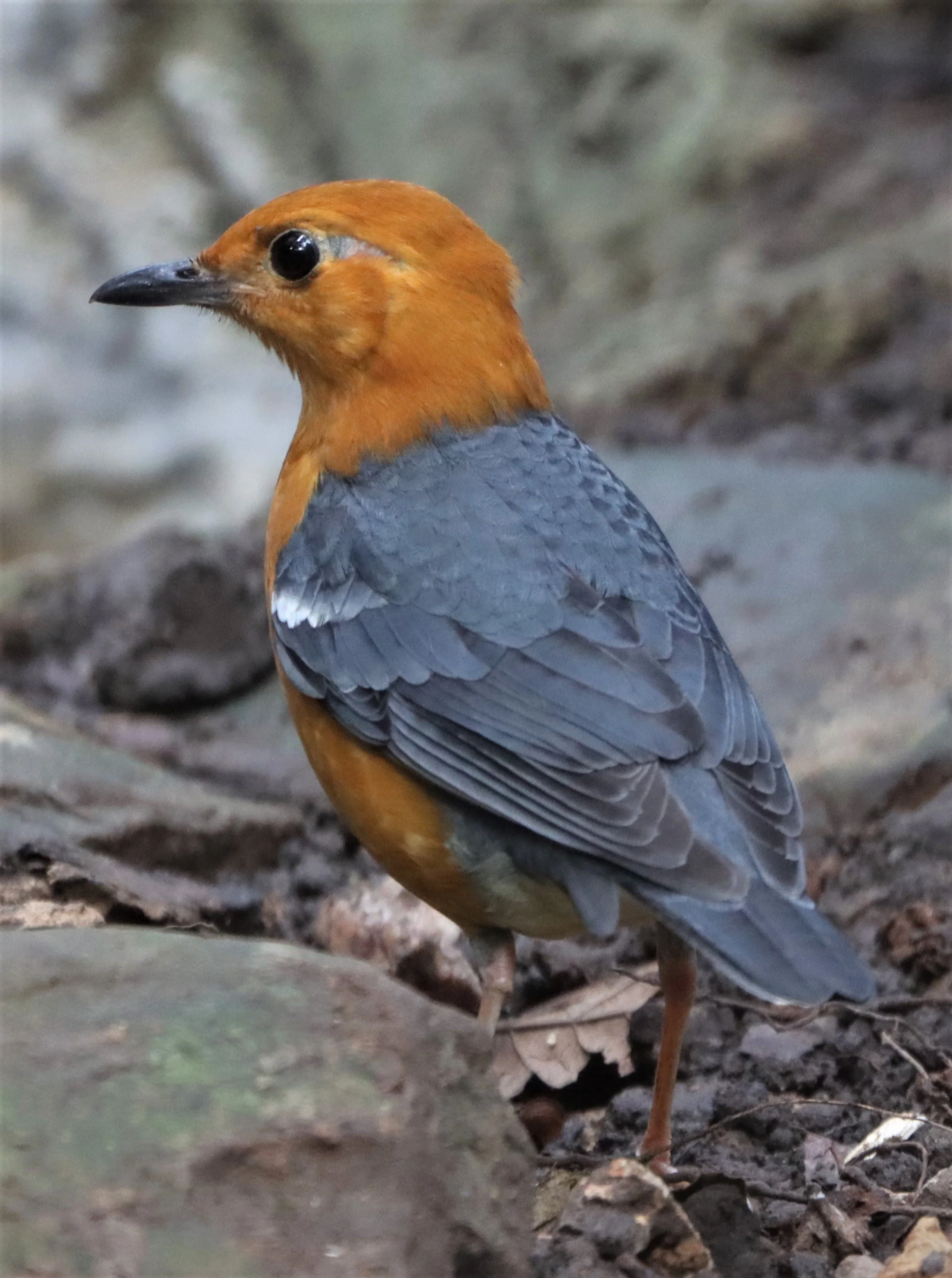 Orange-headed Thrush (Zoothera citrina) Neung Hide Kaeng Krachan NP (5).jpg