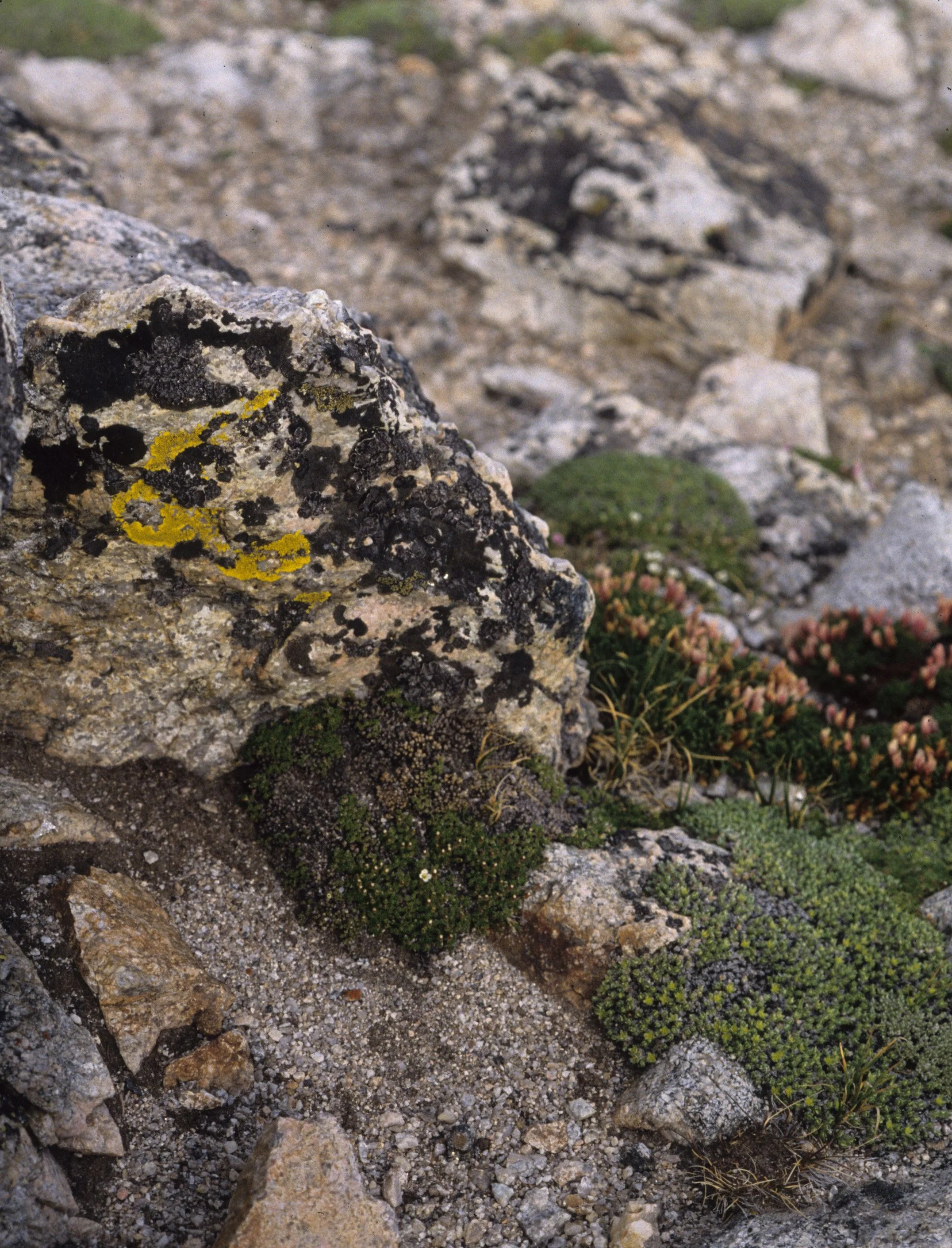 COLORADO - ROCKIES NATIONAL PARK.jpg