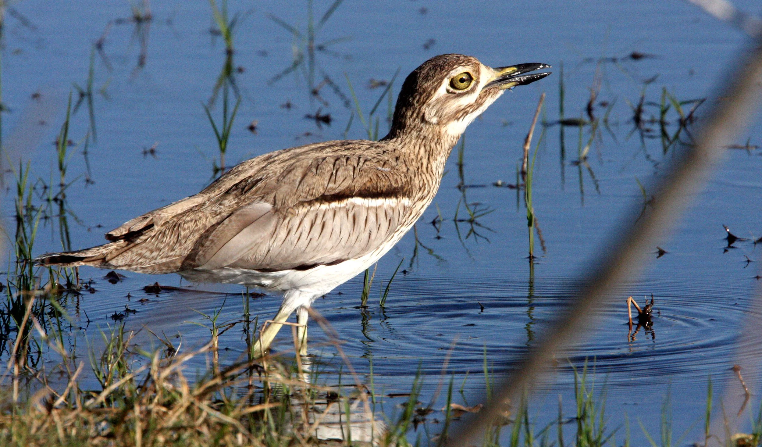 THICK-KNEE - WATER THICK-KNEE - Burhinus vermiculatus -  OR DIKKOP - BURHINUS VERMICULATUS - KHWAI CAMP OKAVANGO BOTSWANA (8).JPG