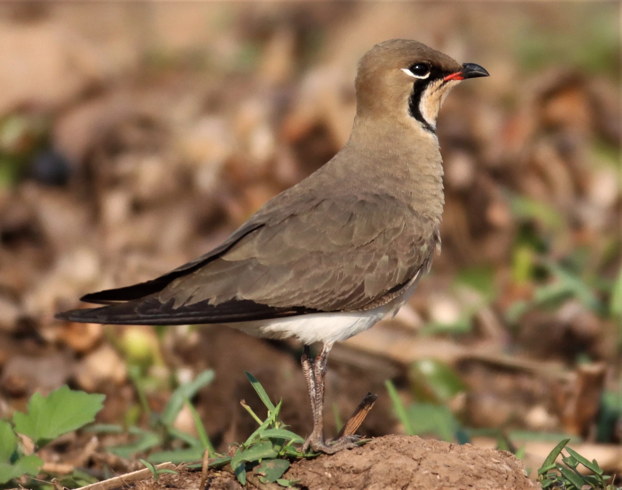 PRATINCOLE - ORIENTAL PRATINCOLE - Glaveola maldivarum -  LUMTAKONG LAKE PAK CHO (12).JPG