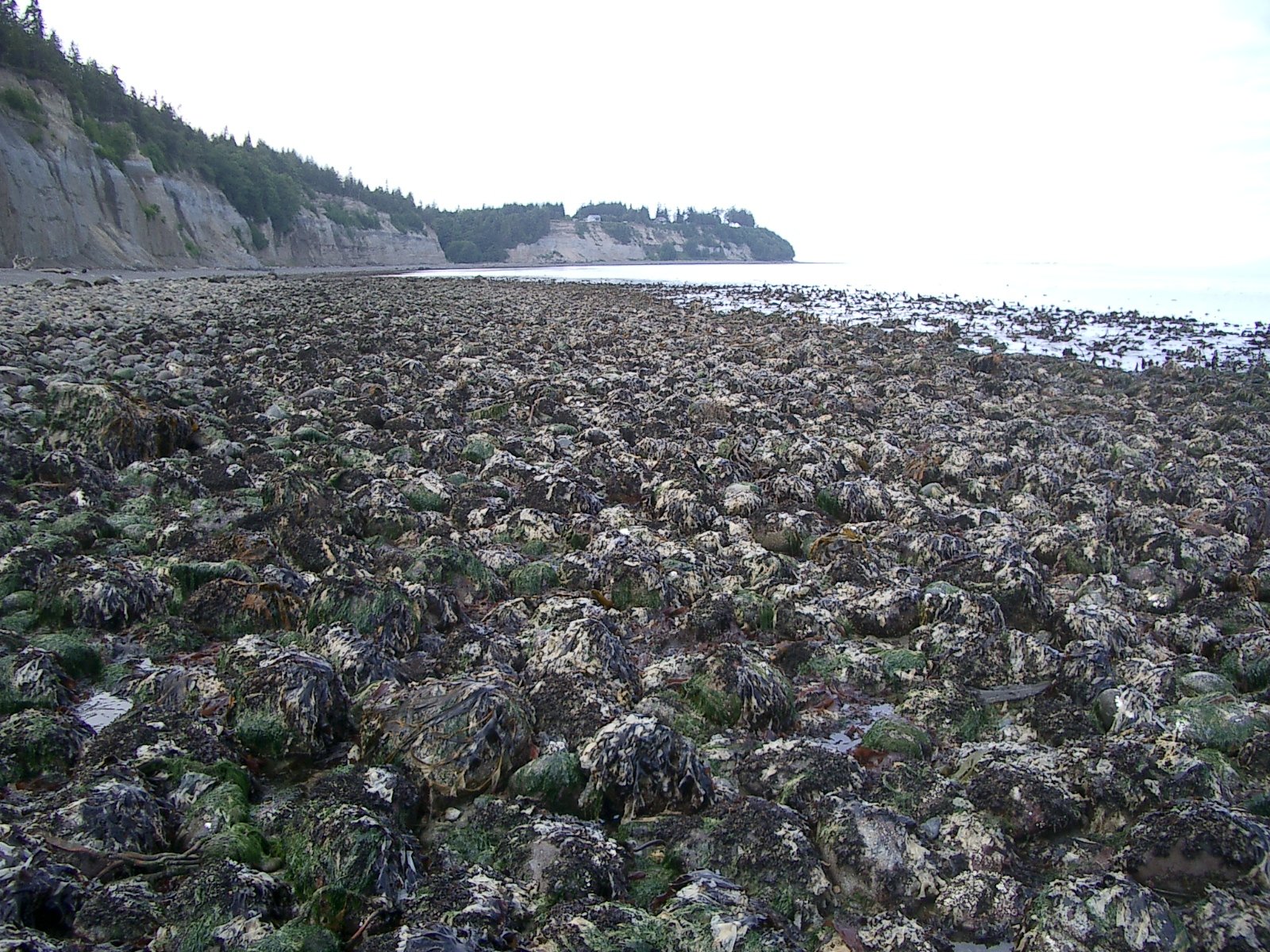 2004-6-12 LARRY AND KATRIS WEDDING IN EUREKA CALIFORNIA (18).JPG