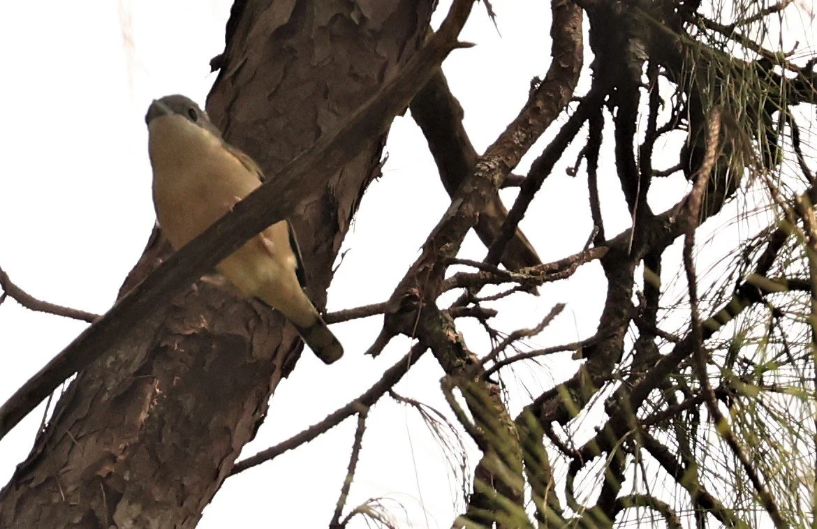 Blythe's Shrike Babbler (Pteruthius aeralatus) Kiew Lom Campground Doi Pha Hom Pok NP Thailand (35).jpg