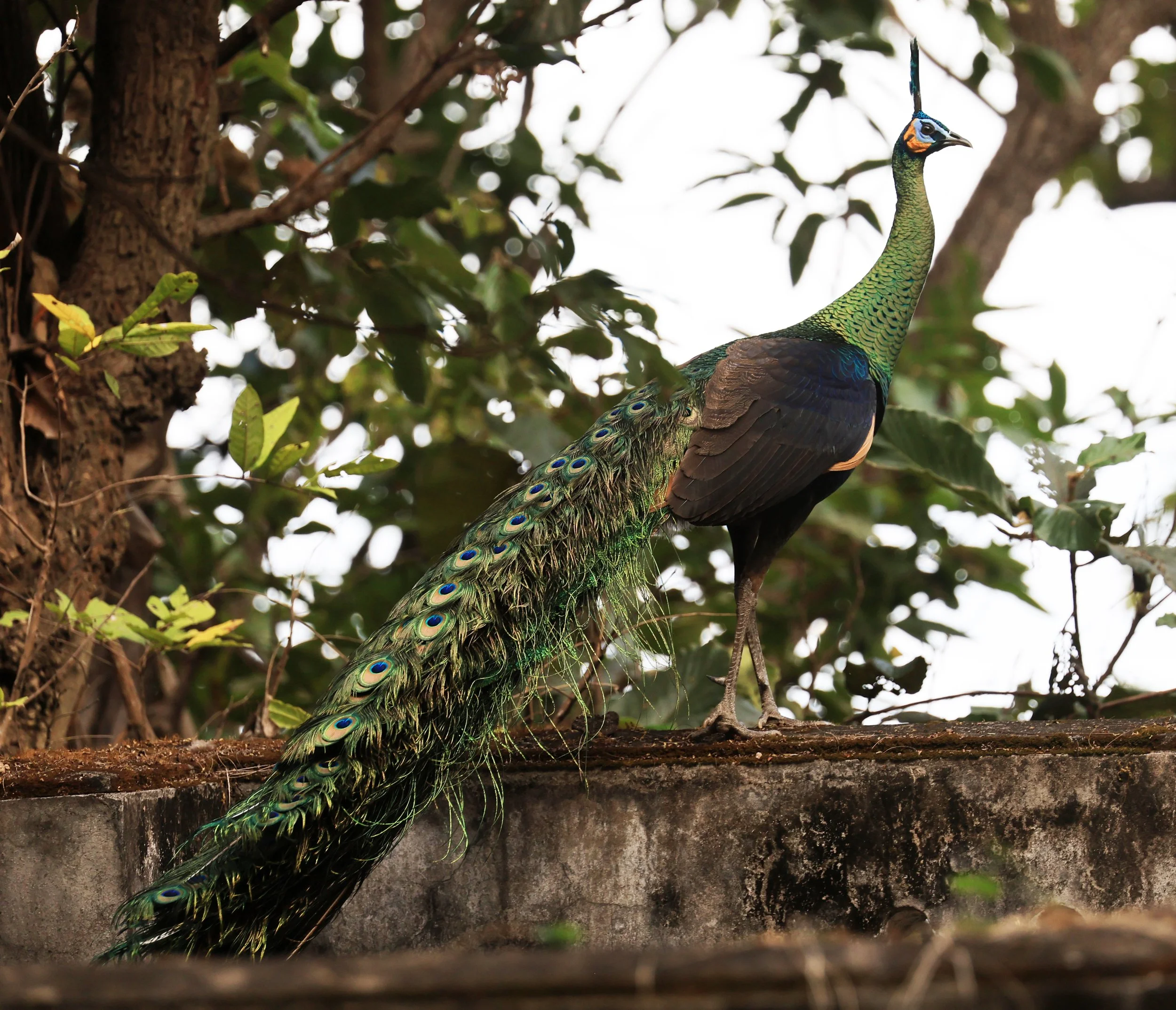 Green Peafowl (Pavo muticus) Doi Butsarakham Phayao Province (20).jpg