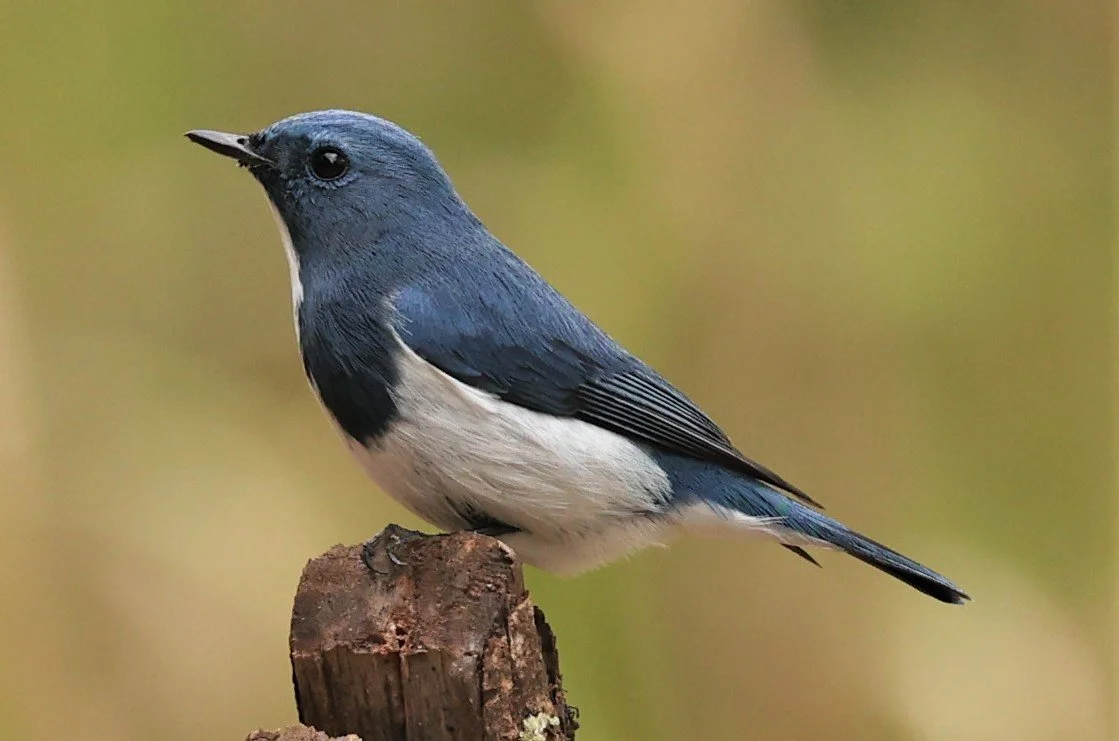 FLYCATCHER - ULTRAMARINE FLYCATCHER - Ficedula superciliaris - DOI LANG WEST, DOI PHA HOM POK NP, CHIANG MAI DEC 2021 (48).jpg