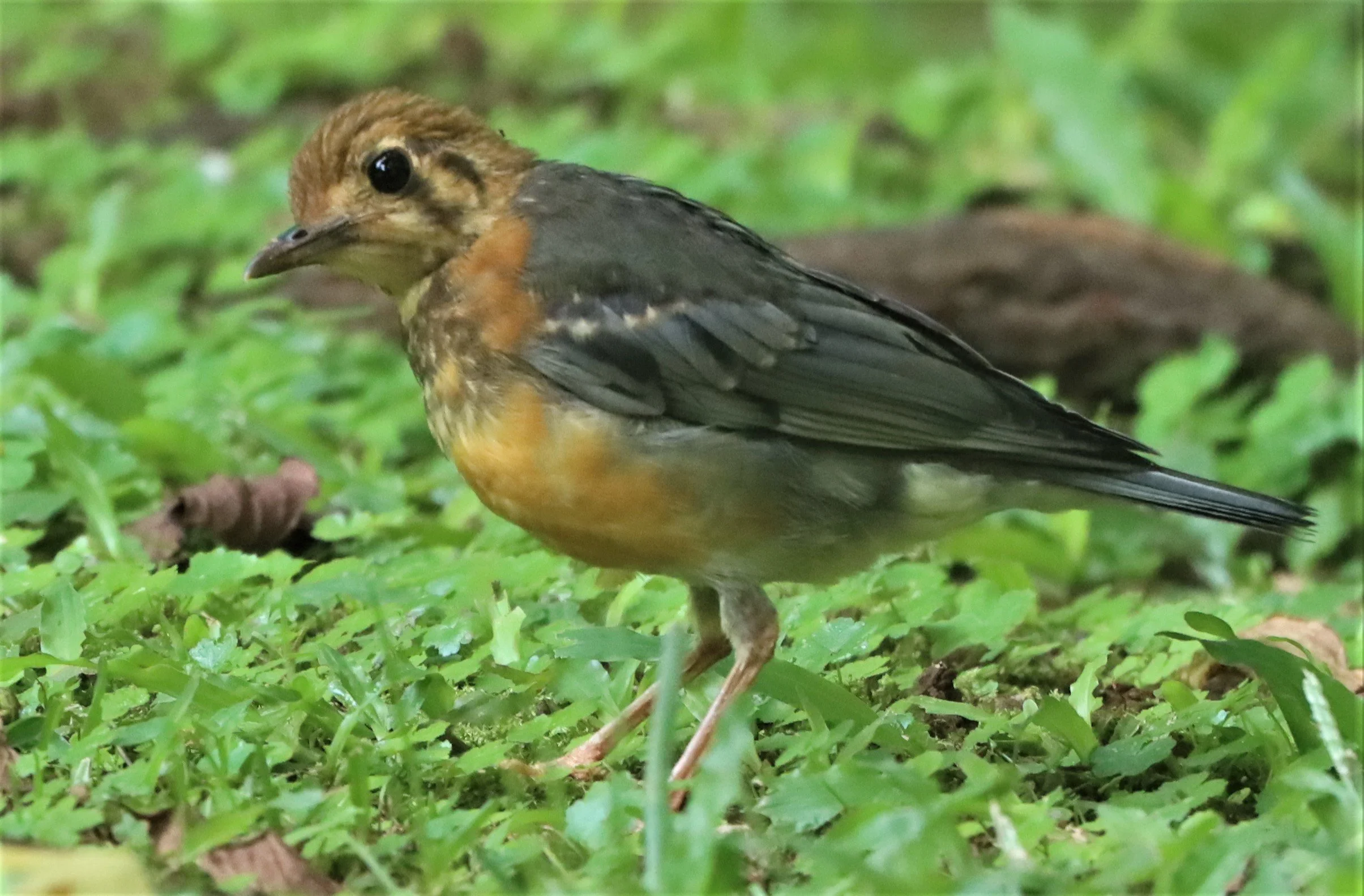Orange-headed Thrush (Zoothera citrina) Doi Ang Kang Chiang Mai (10).jpg