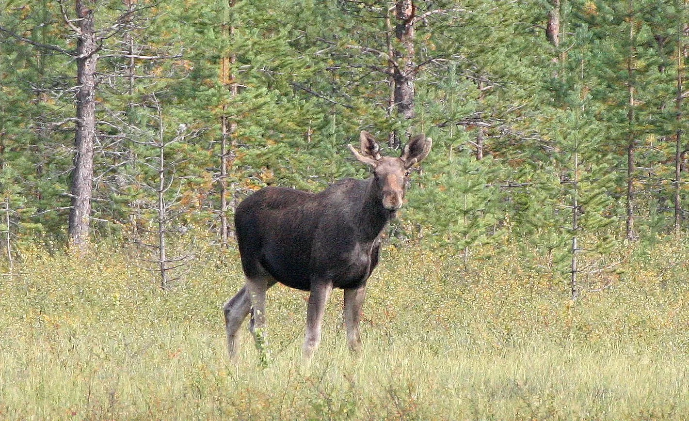 CERVID - MOOSE - ALCES ALCES - EUROPEAN SUBSPECIES - SEEN IN LAPPLAND SWEDEN (16).jpg
