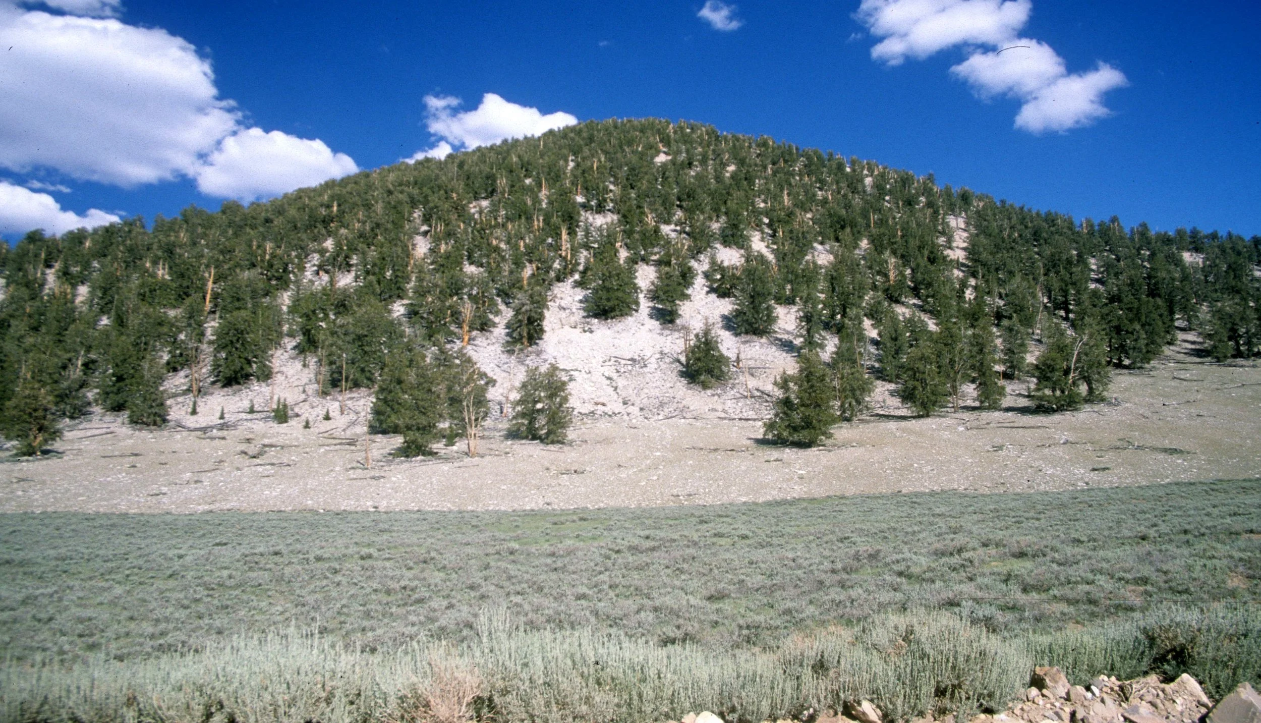 CALIFORNIA - WHITE MOUNTAINS - WRECK (8).jpg