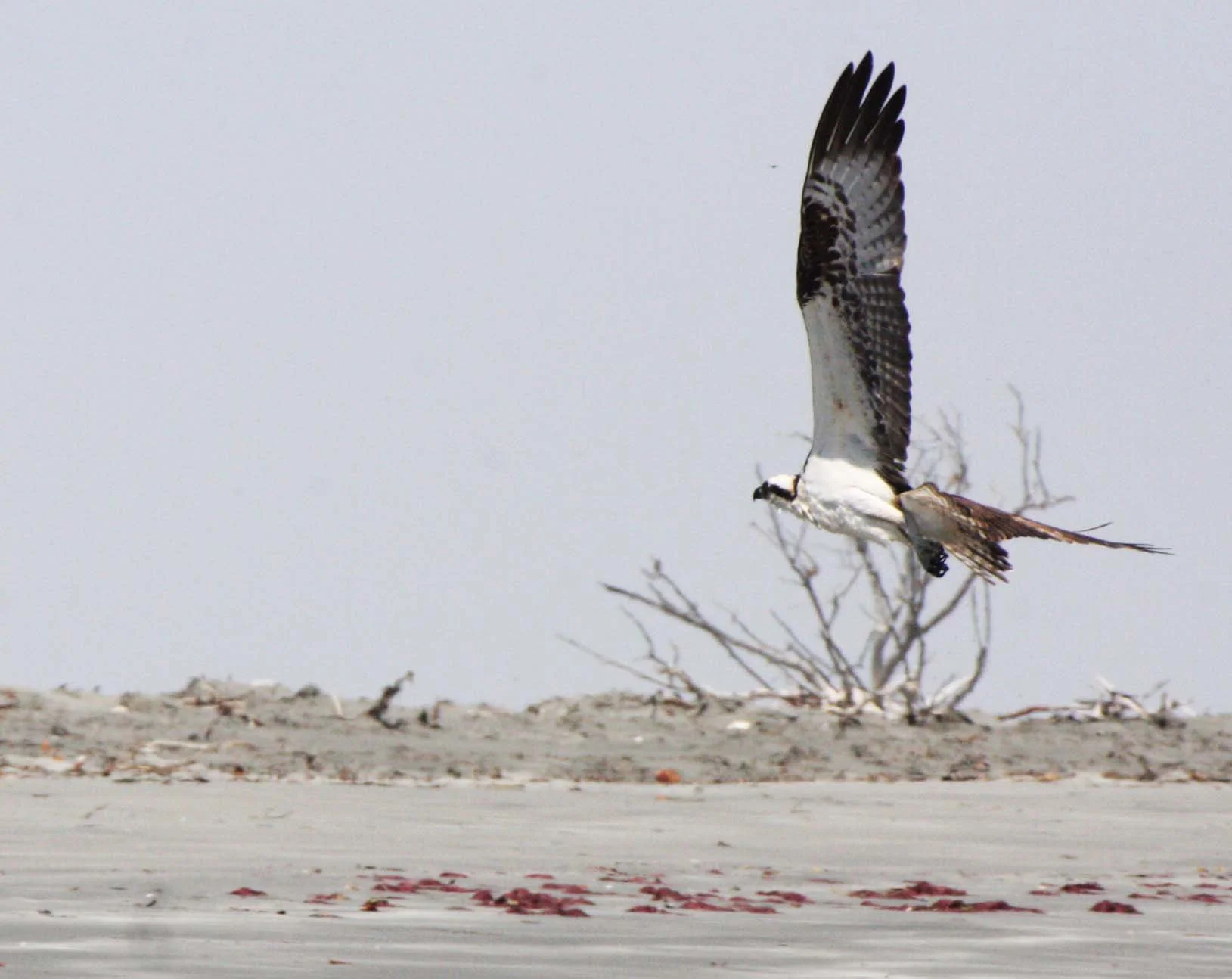 Pandion haliaetus - OSPREY - SAN IGNACIO LAGOON BAJA MEXICO (201).JPG