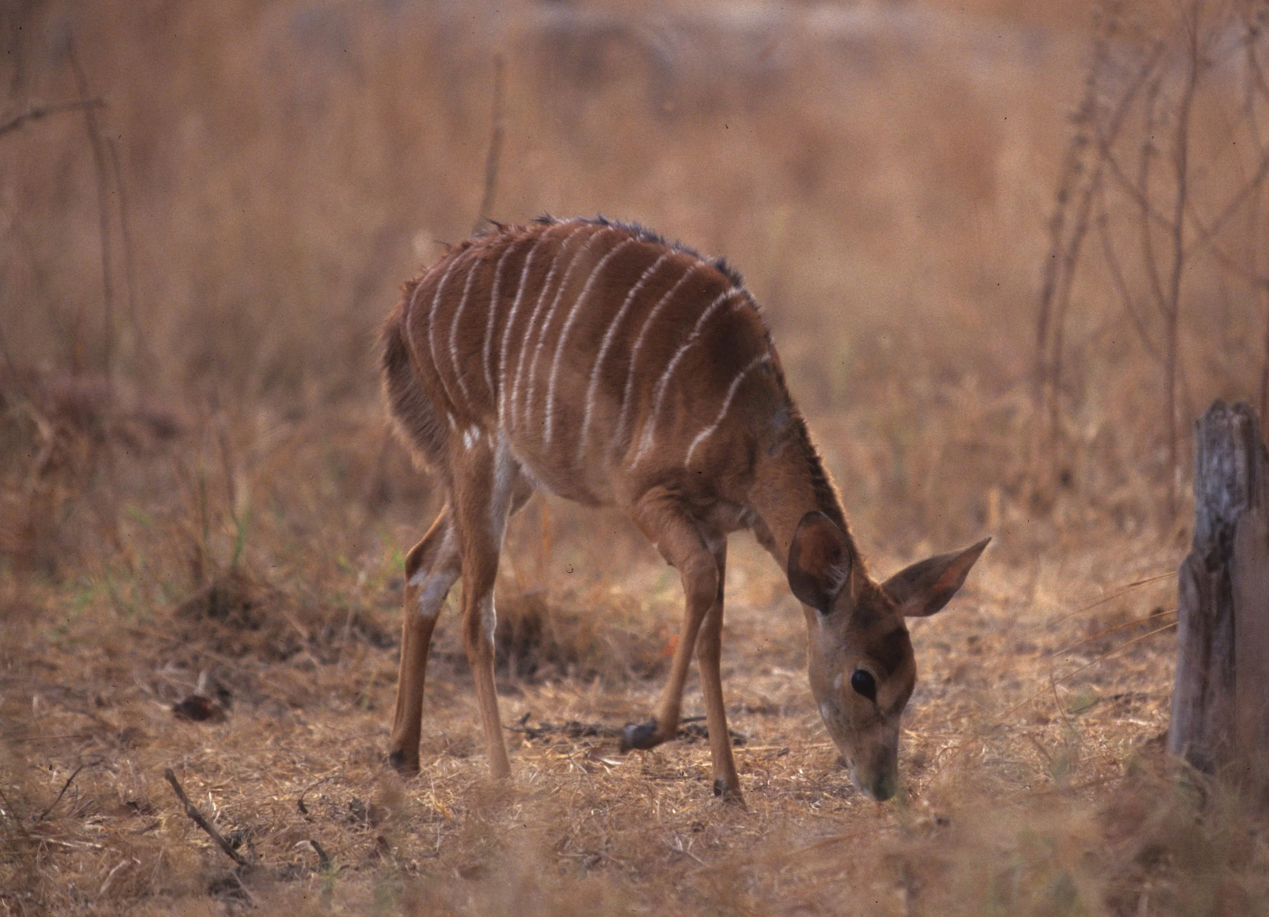 BOVID - NYALA - ZIMBABWE (9).jpg