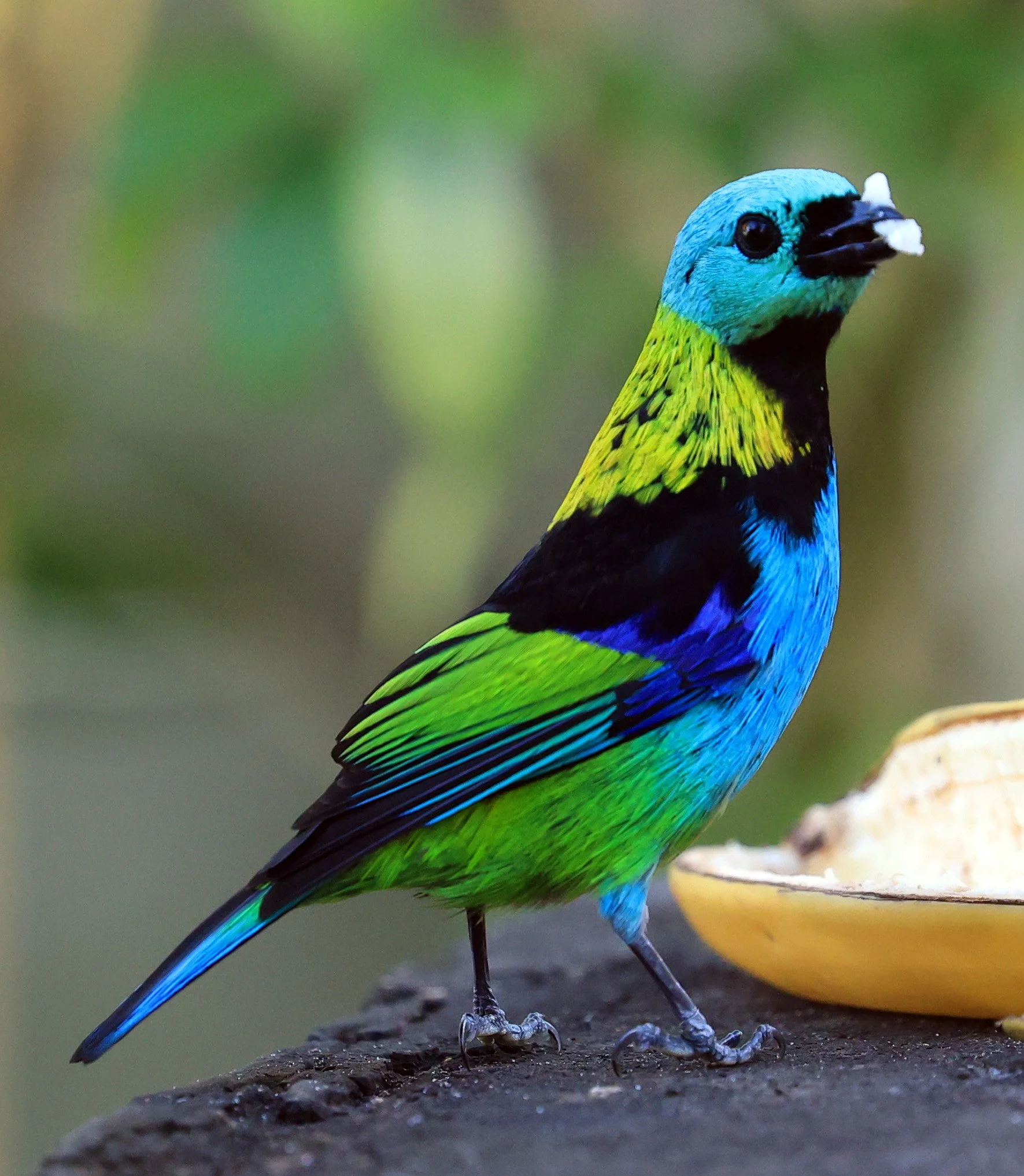 Green-headed Tanager (Tangara seledon)  Superagui National Park, Brazil (247).jpg