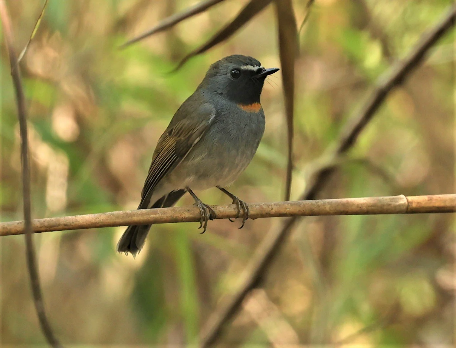 FLYCATCHER - RUFOUS-GORGETED FLYCATCHER - Ficedula strophiata - DOI SAN JU (DOI LANG WEST) FEB 2022 (27).jpg