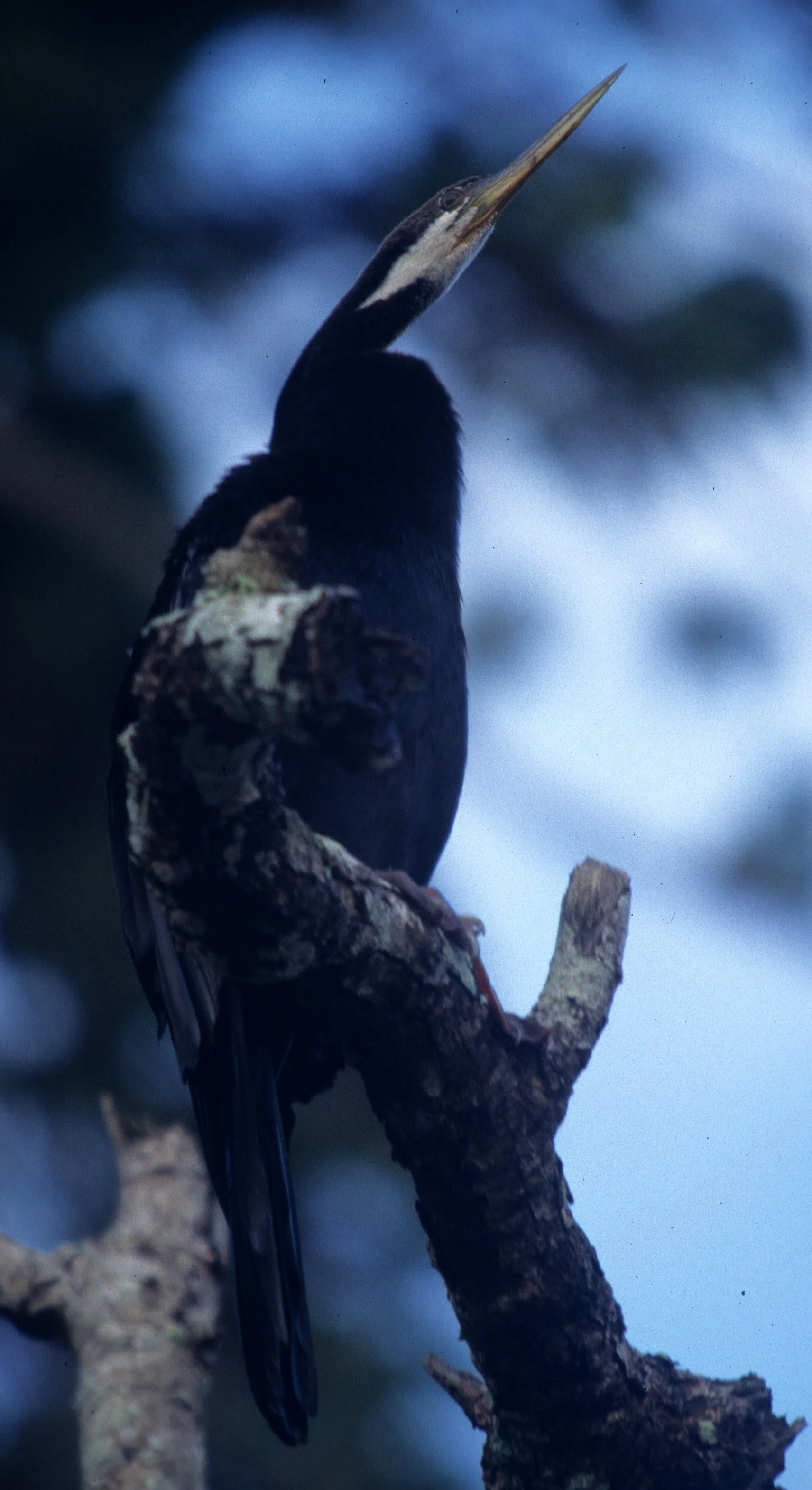 BIRD - DARTER - KAKADU NP B.jpg
