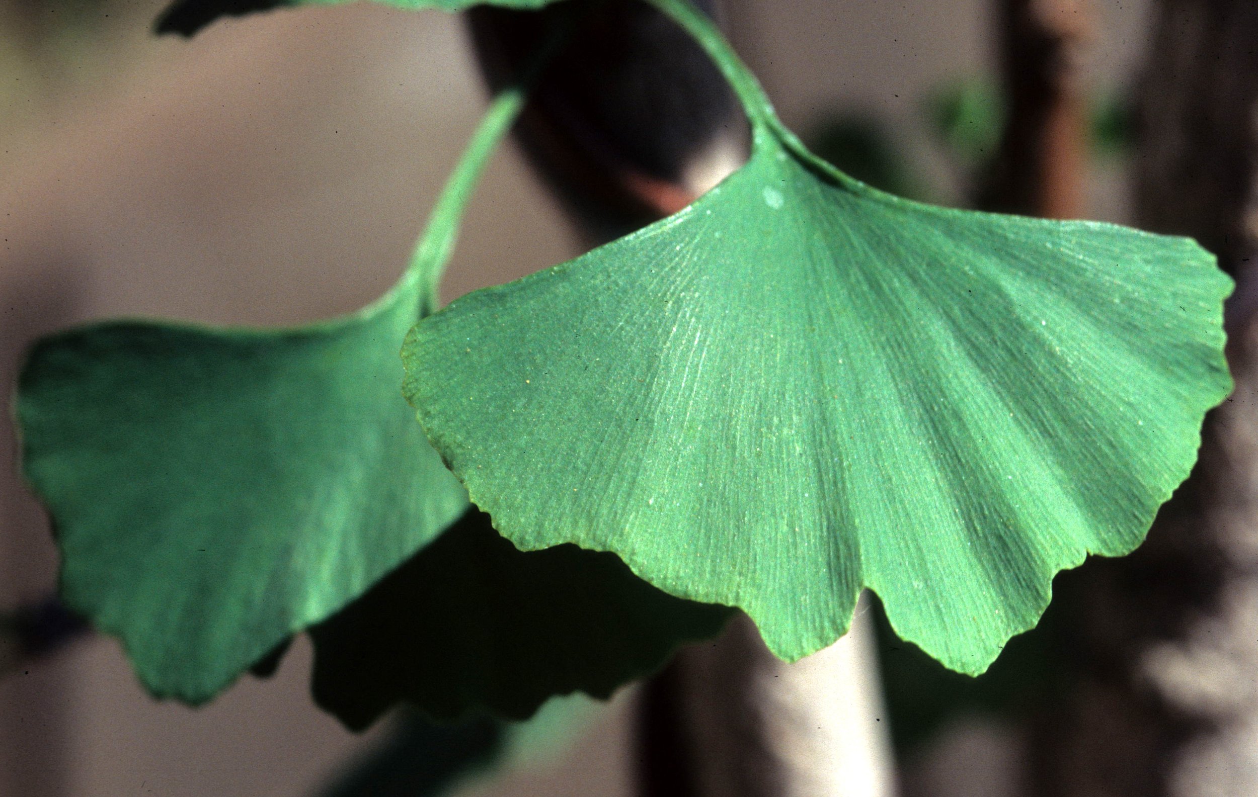 CHINA - GINGKO LEAVES.jpg