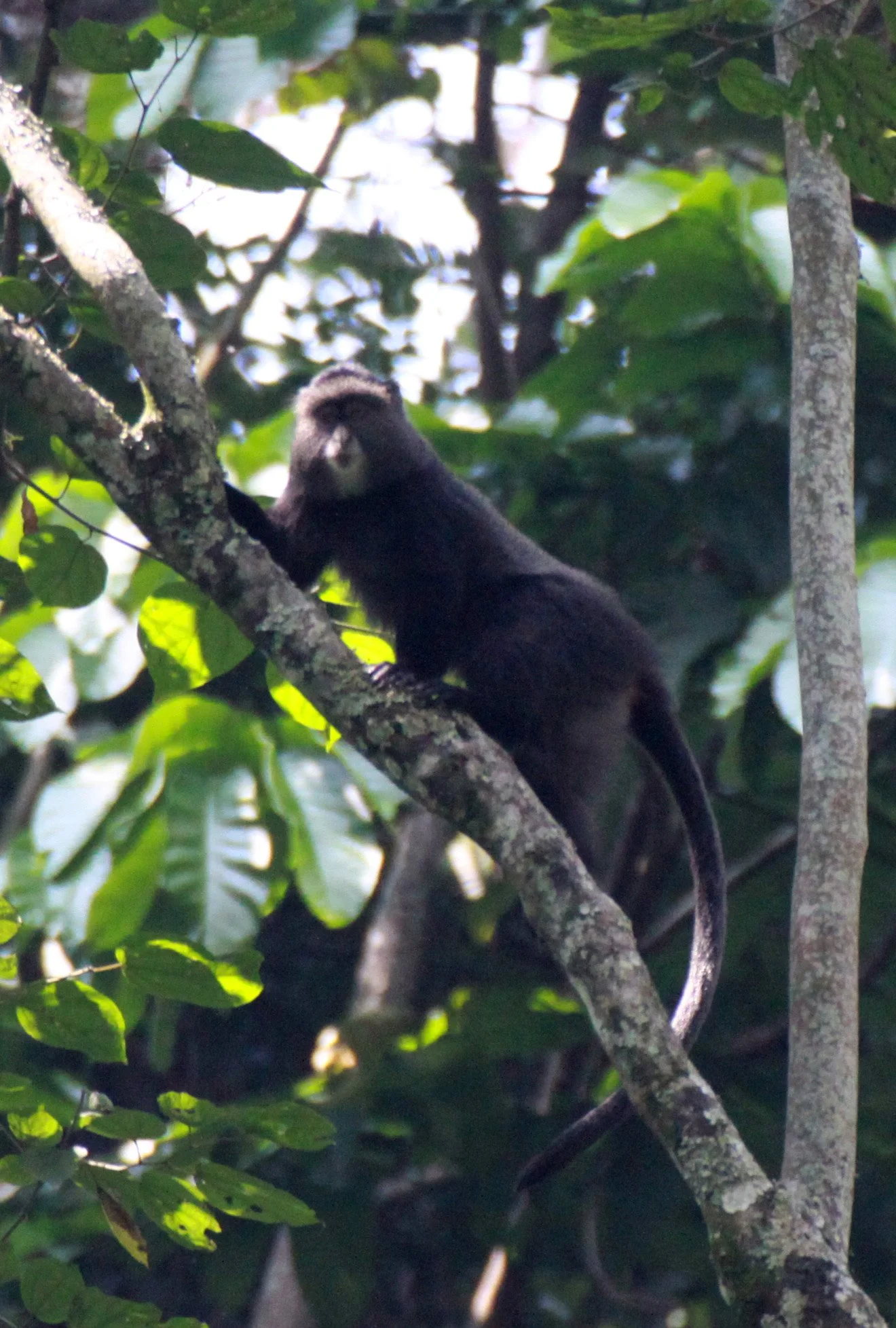 CERCOPITHECIDAE - Cercopithecus mitis - BLUE MONKEY - RWENZORI NATIONAL PARK UGANDA (80).JPG