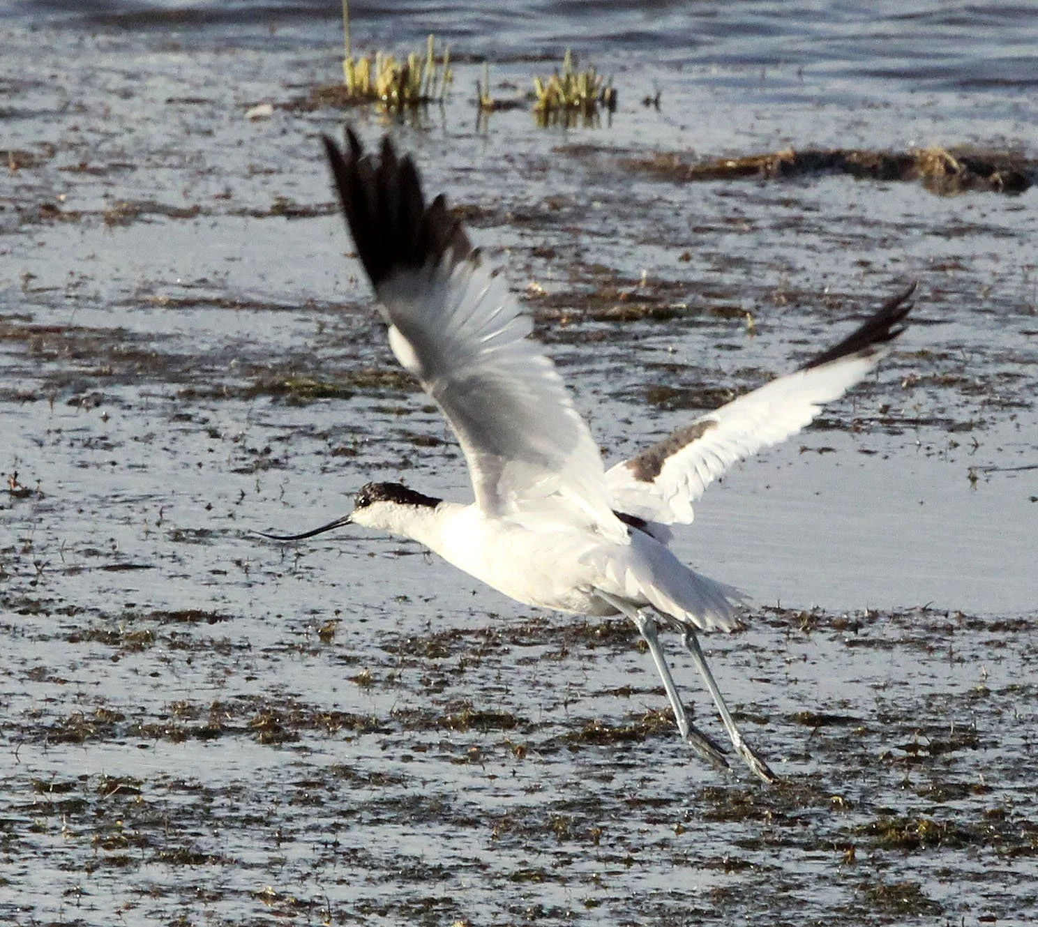 BIRD - AVOCET - PIED AVOCET - CHAKA LAKE QINGHAI CHINA (6).JPG