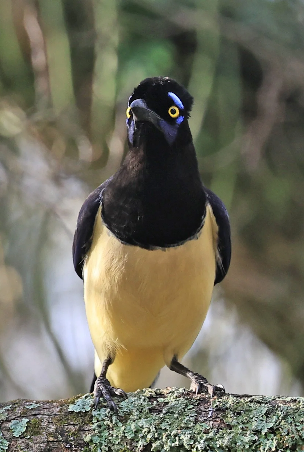 Plush-crested Jay (Cyanocorax chrysops) El Palmar National Park, Entre Rios, Argentina (39).jpg