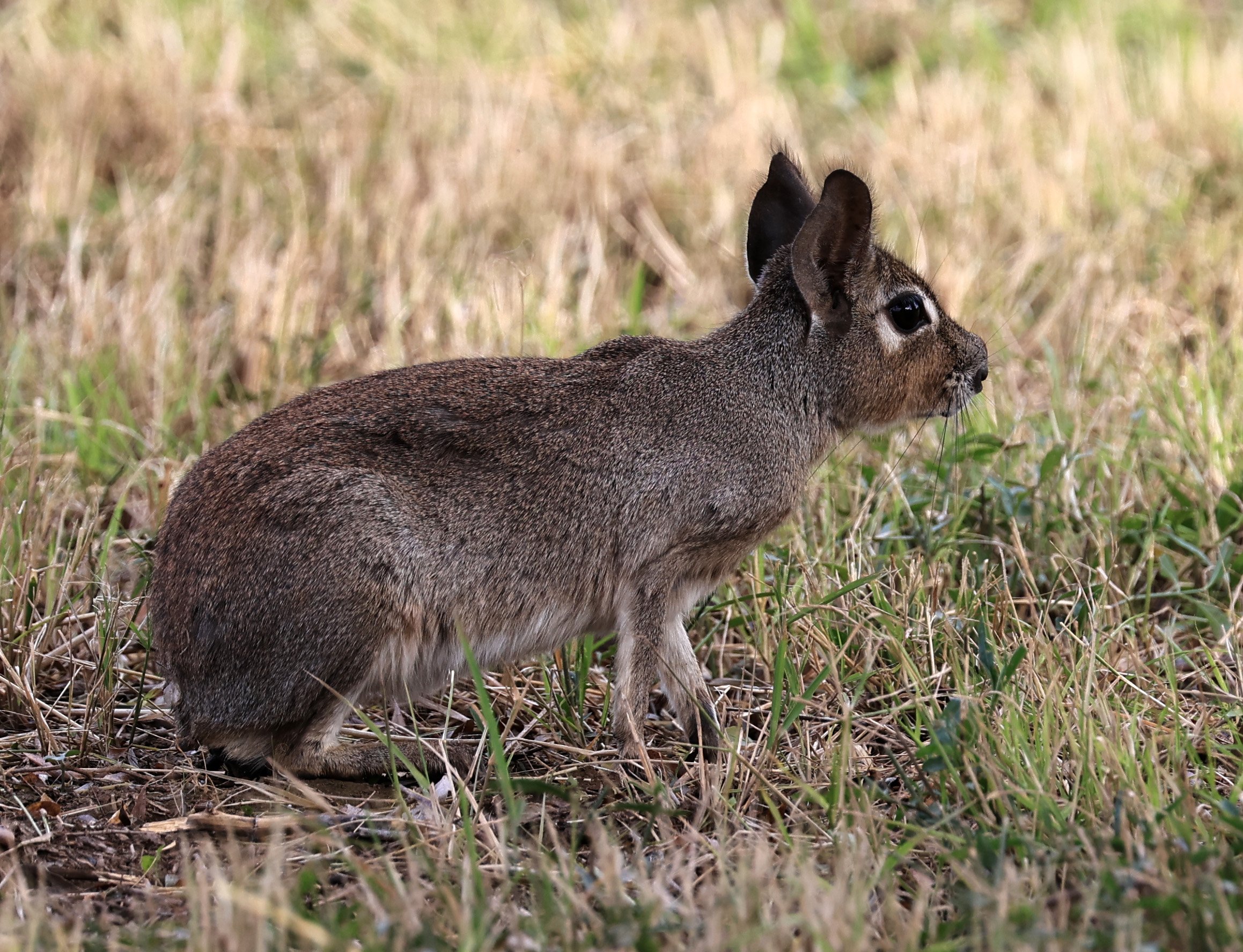 Chacoan Mara (Dolichotis salinicola) Estancia Campo'i Paraguay (69).jpg