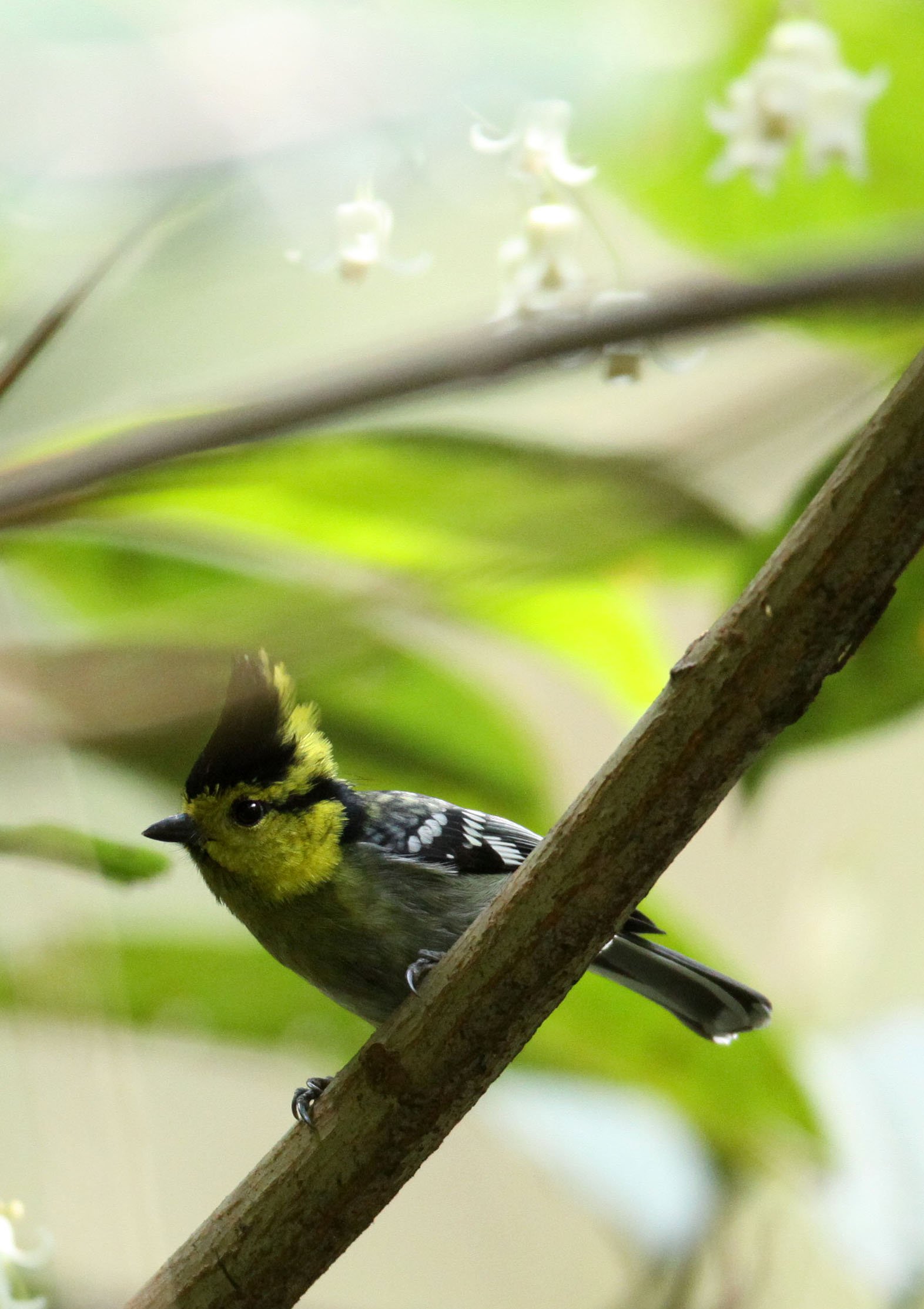 Yellow-cheeked Tit (Machlolophus spilonotus) Wuliangshan Nature Reserve, Yunnan China (4).JPG