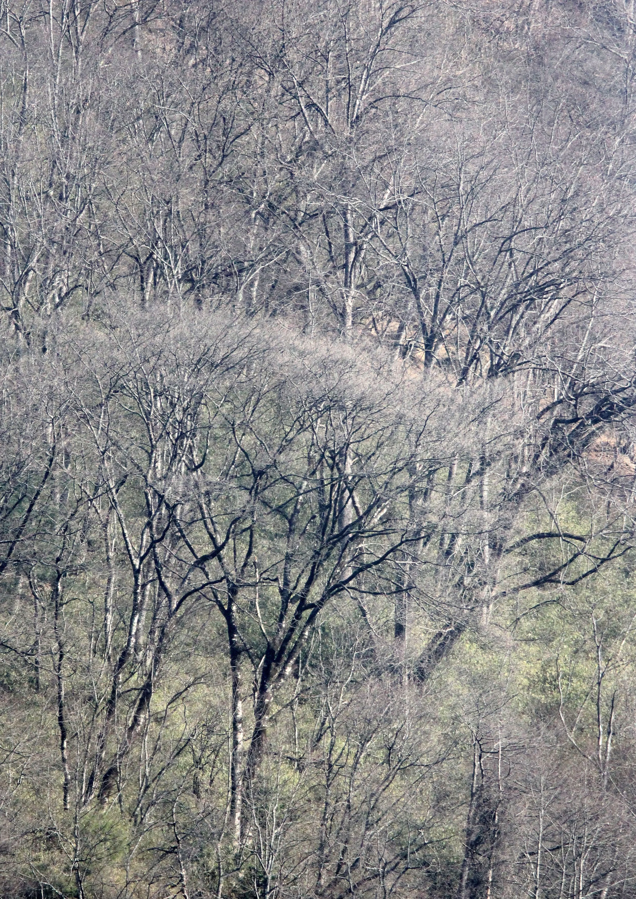 TANGJIAHE NATURE RESERVE, SICHUAN CHINA (6).JPG