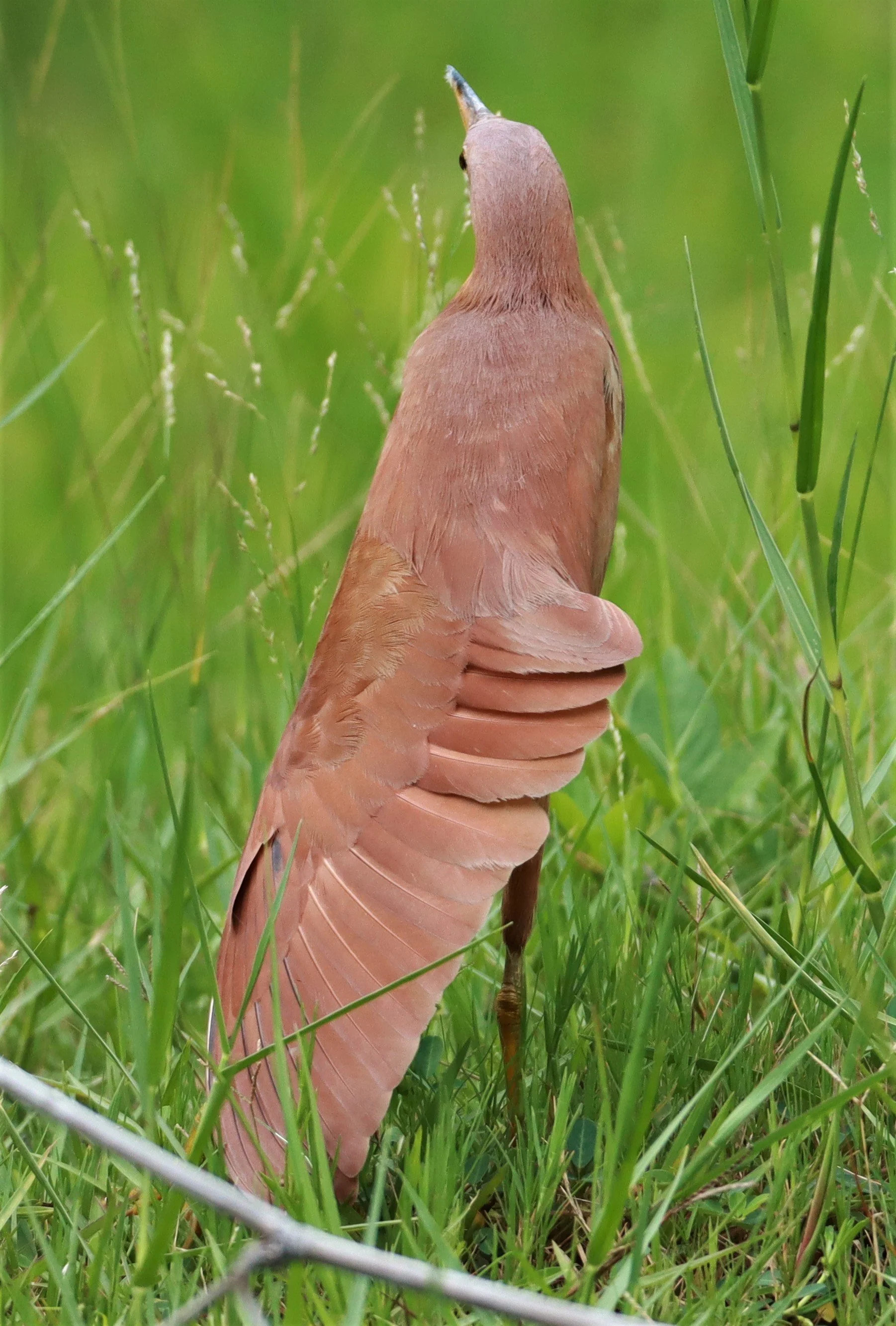 BITTERN - CINNAMON BITTERN (CHESTNUT BITTERN) - Ixobrychus cinnamomeus - BURIRAM HUAI CHORAKHE MAK (15).jpg