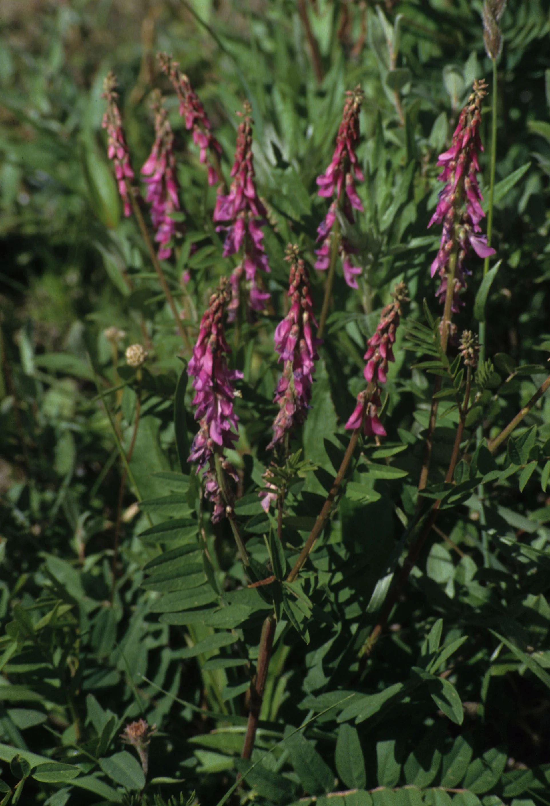 ALASKA - HEDYSARUM ALPINUM - ESKIMO POTATO - RICHARDSON HWY.jpg