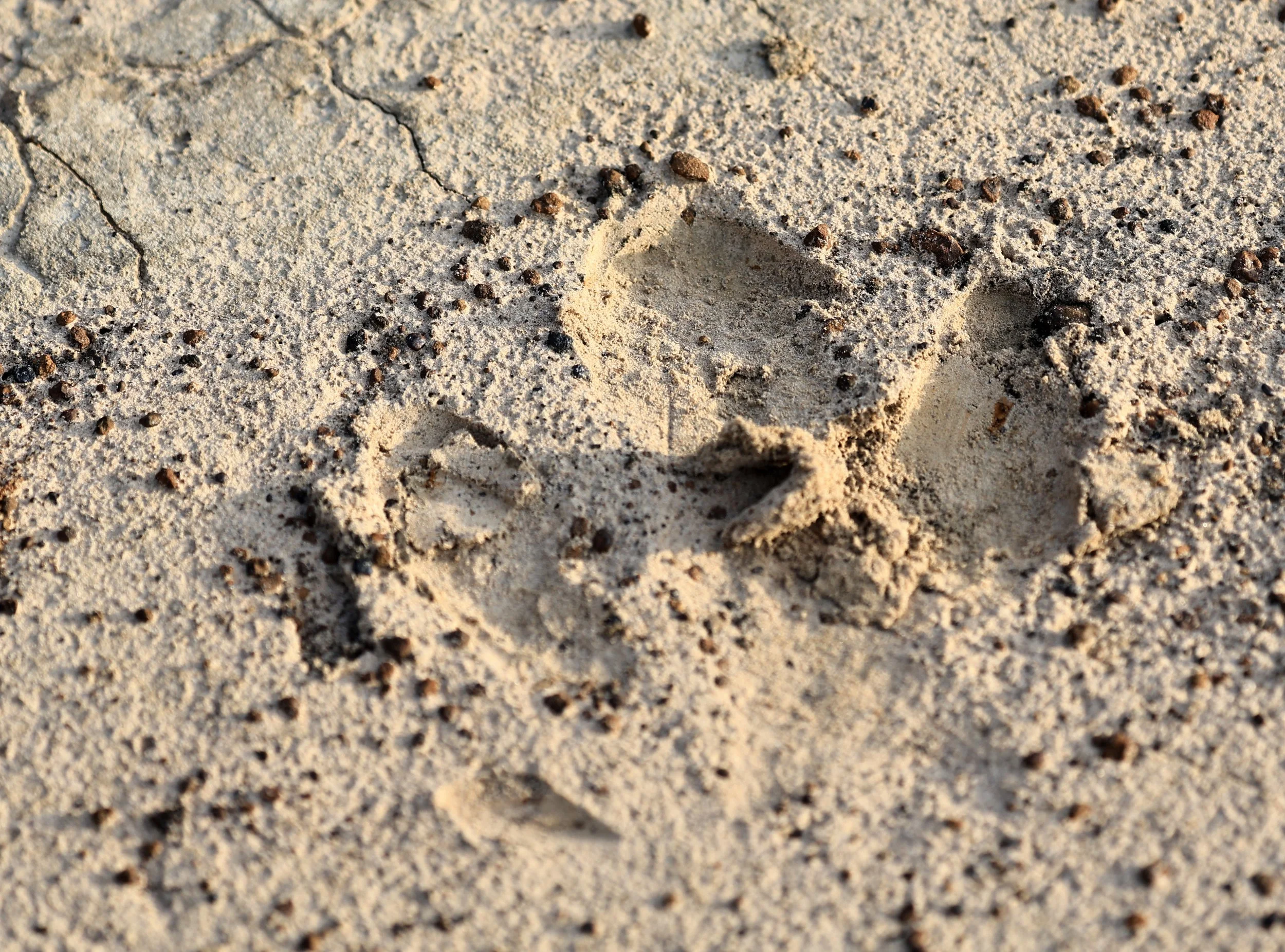 Tapir (Tapirus terrestris) tracks - Aurora Chaquena Reserve, Neuland Mennonite Colony Paraguay (1).jpg